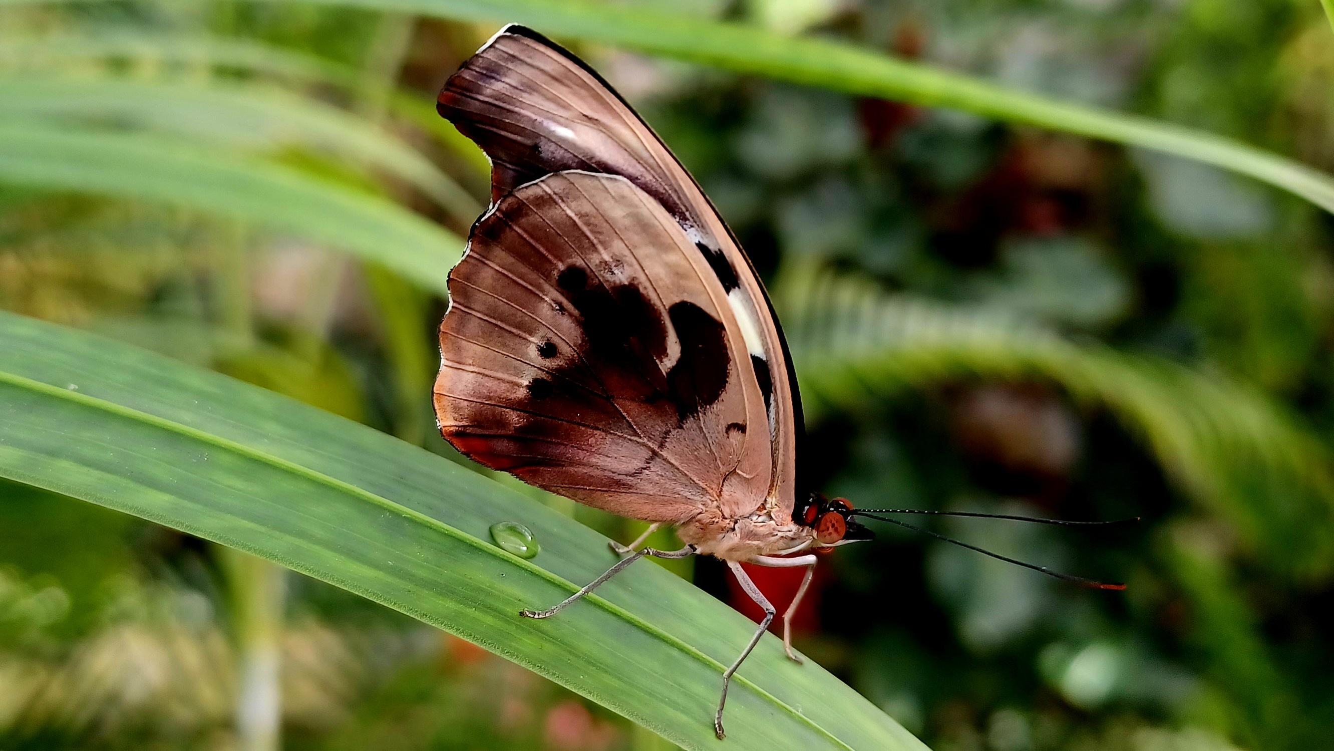 Mendelova univerzita v Brně - Botanická zahrada a arboretum foto 2