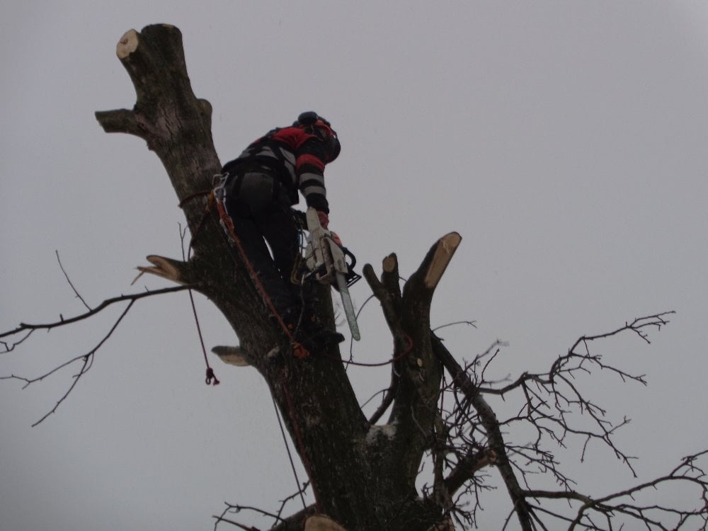 Rizikové kácení Krenc foto 4