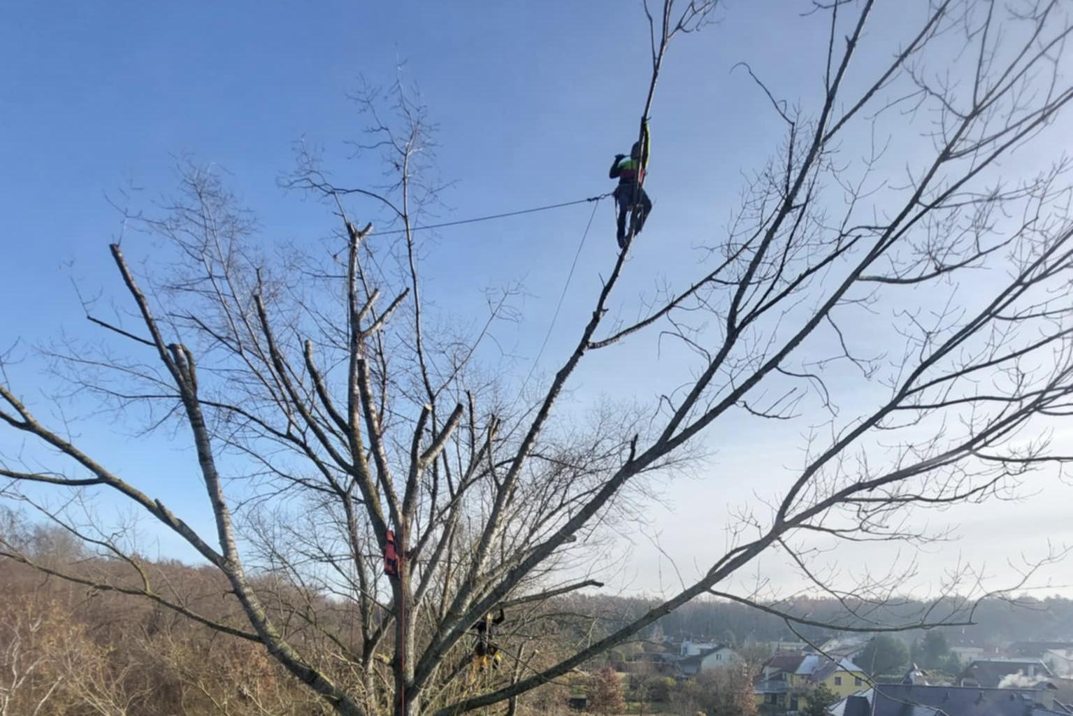 Štěpán Pochman - arboristika