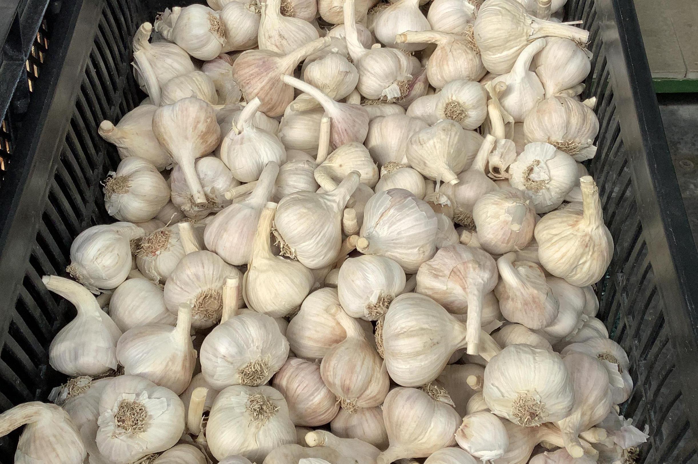 SADBOVÉ BRAMBORY A SADBOVÝ ČESNEK