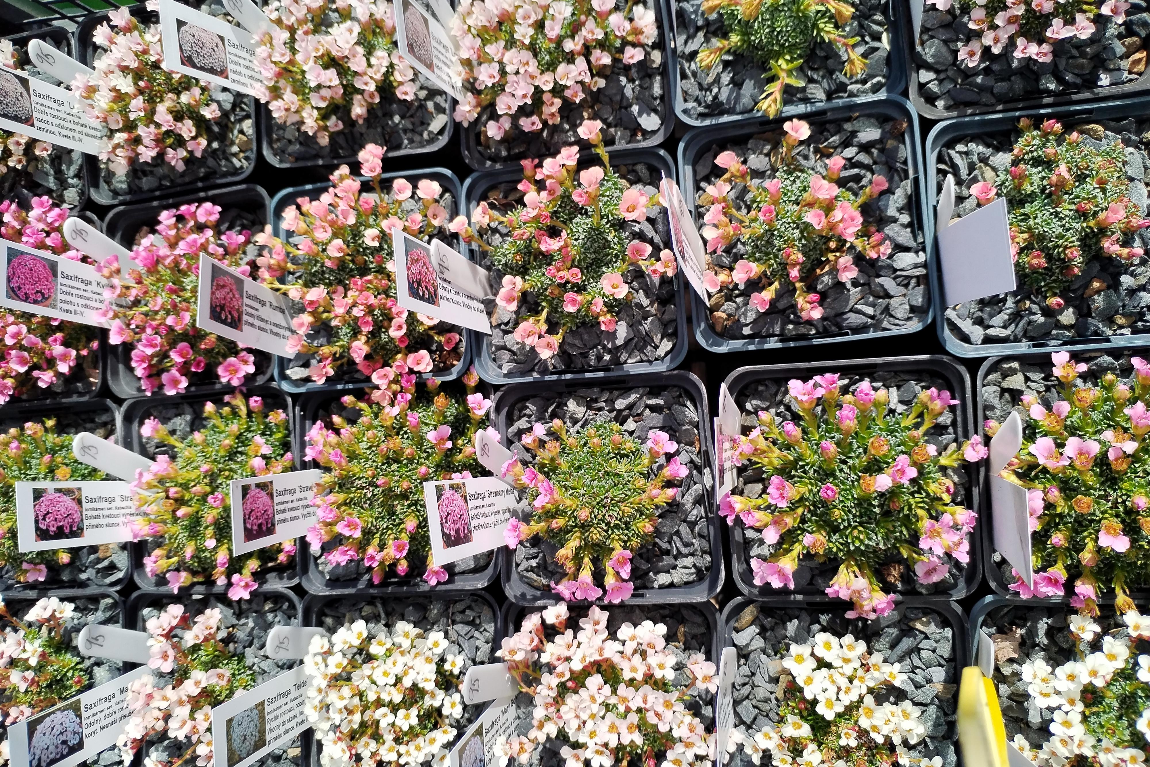 TRVALKY DO VAŠICH ZAHRAD