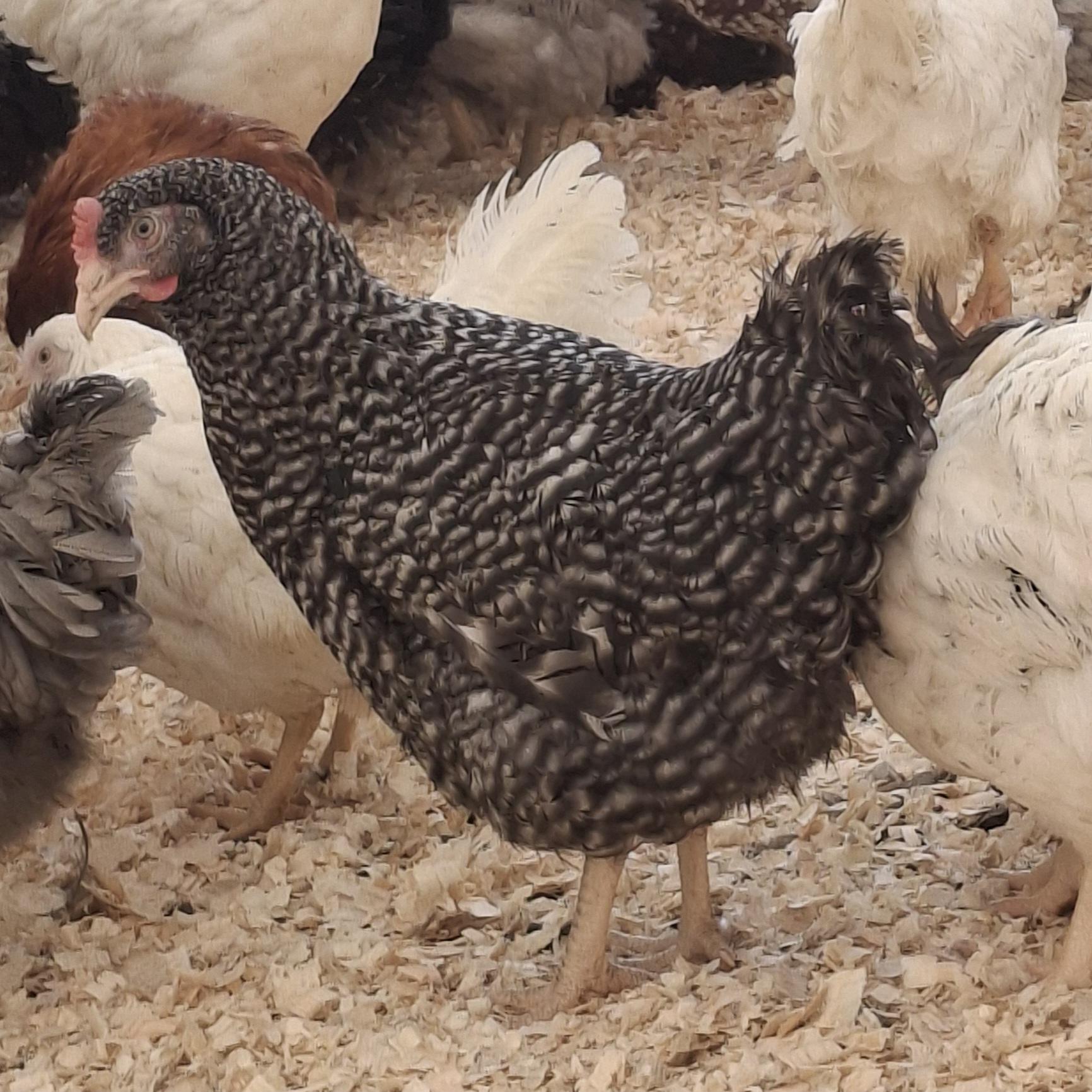 FARMA VERUNKA, s.r.o. foto 6
