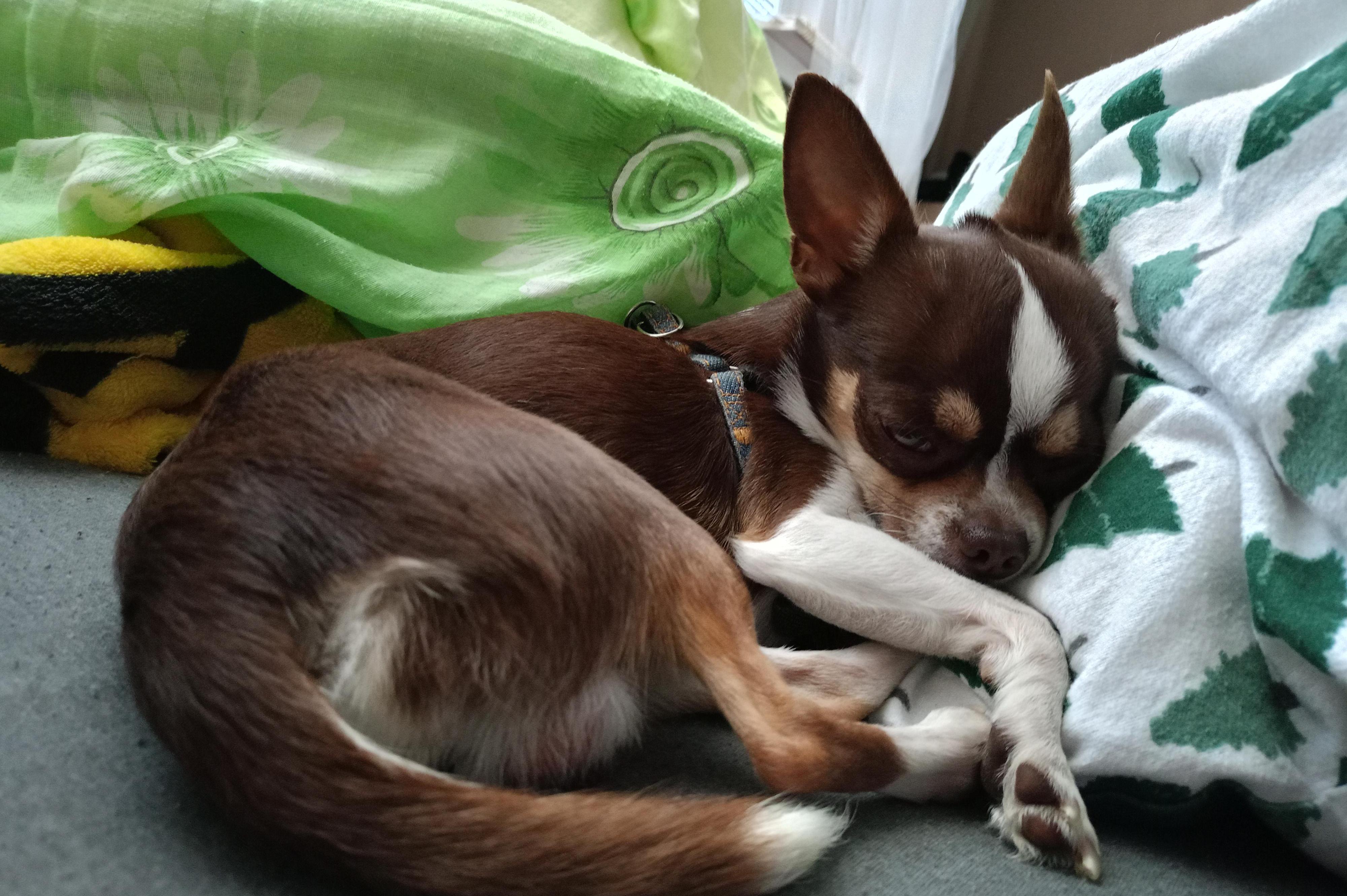 Cvičák pod Bukovkou