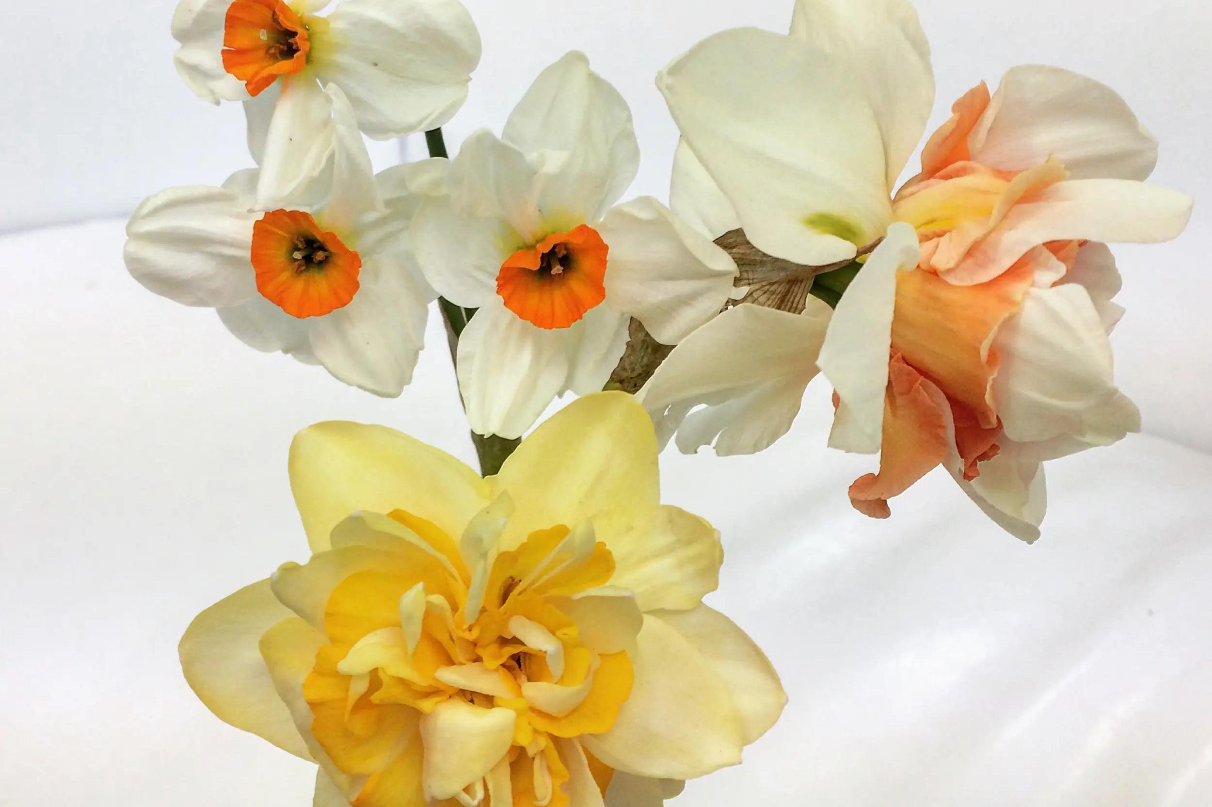 Zámek Roztoky u Prahy + Lysá nad Labem narcisy