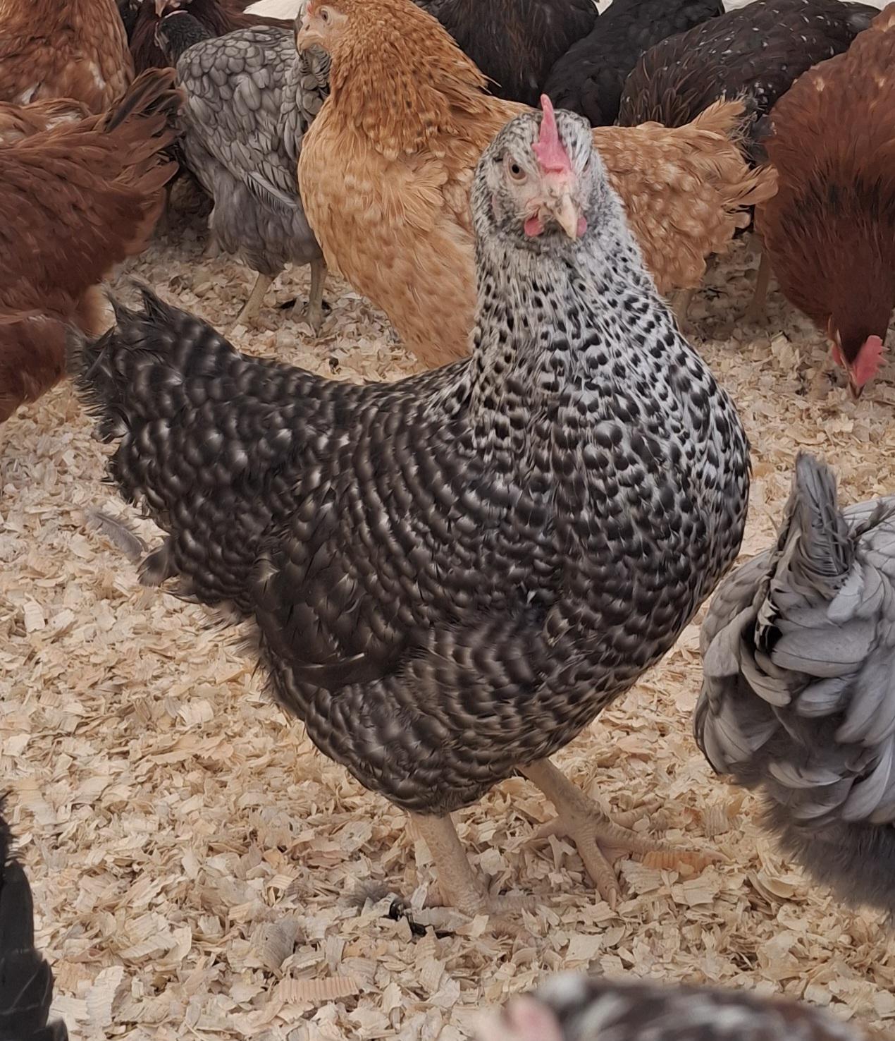 FARMA VERUNKA, s.r.o. foto 1