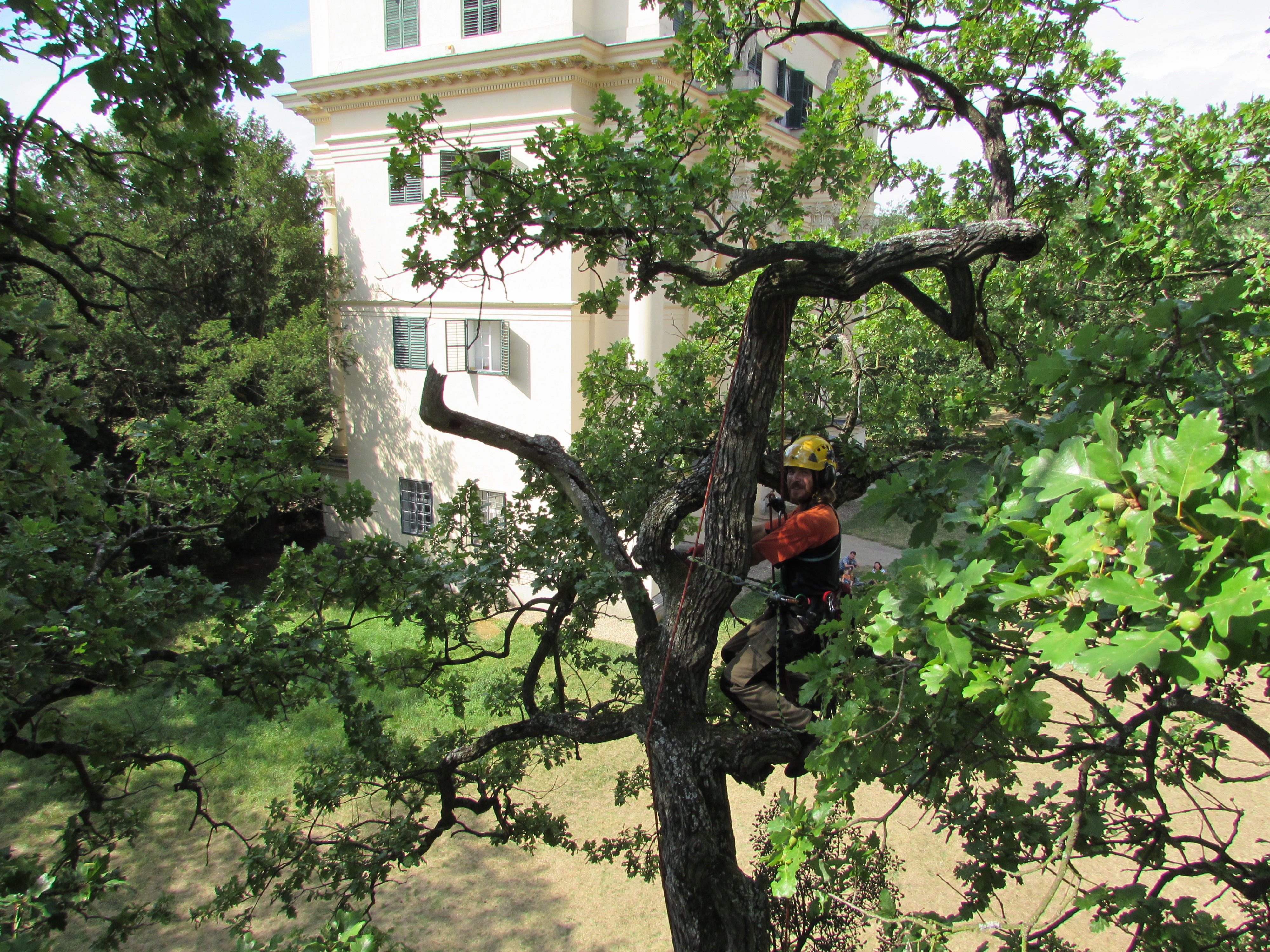 Jiří Zapadlo - Péče o stromy foto 3