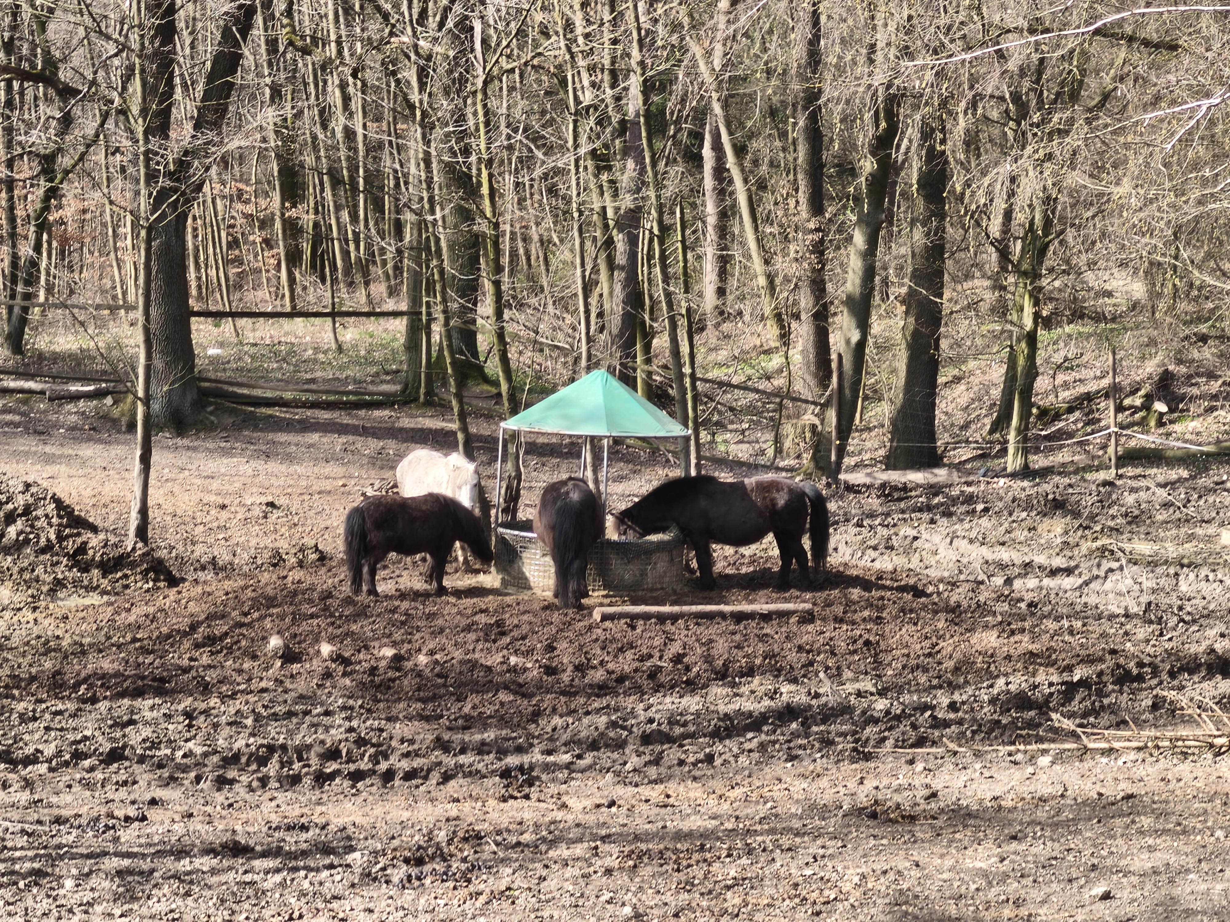 Stateček plný zvířátek z.s. foto 5