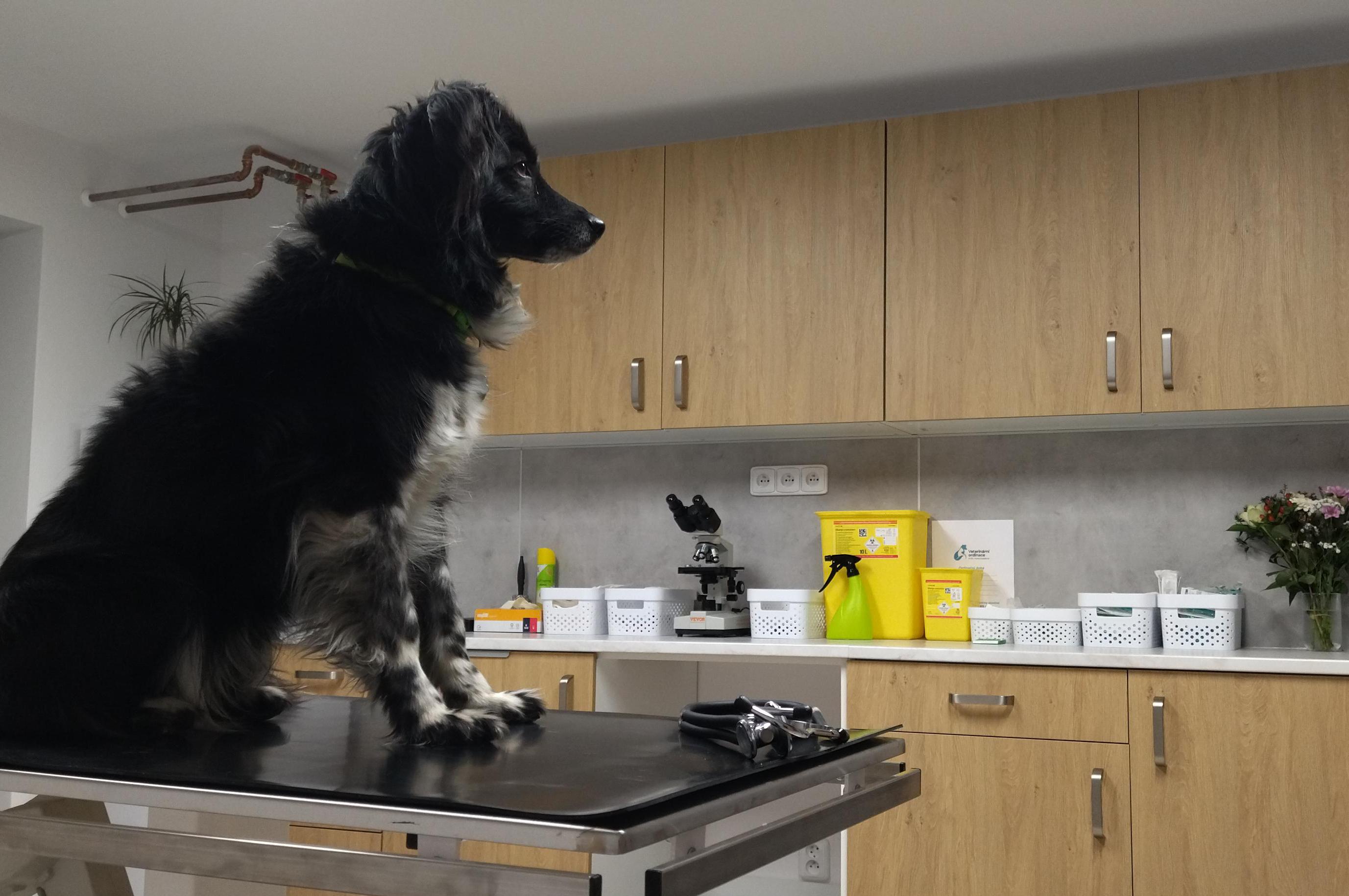 Veterinární ordinace MVDr. Marie Dobešová