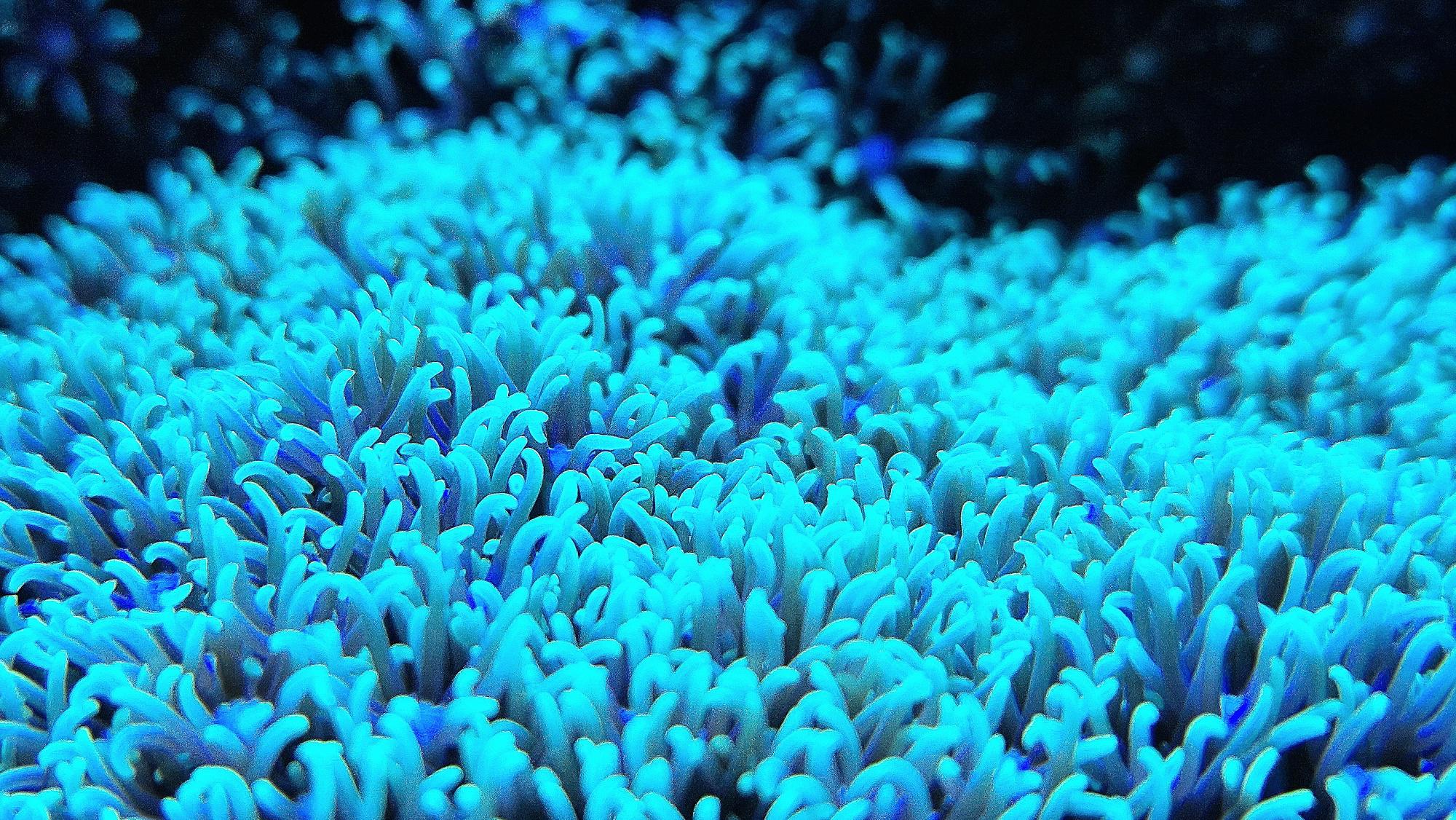 NanoReef.cz foto 6