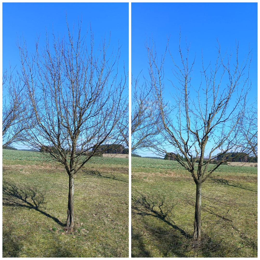 Andrej Solomin - Řez - tvarování - kácení foto 4