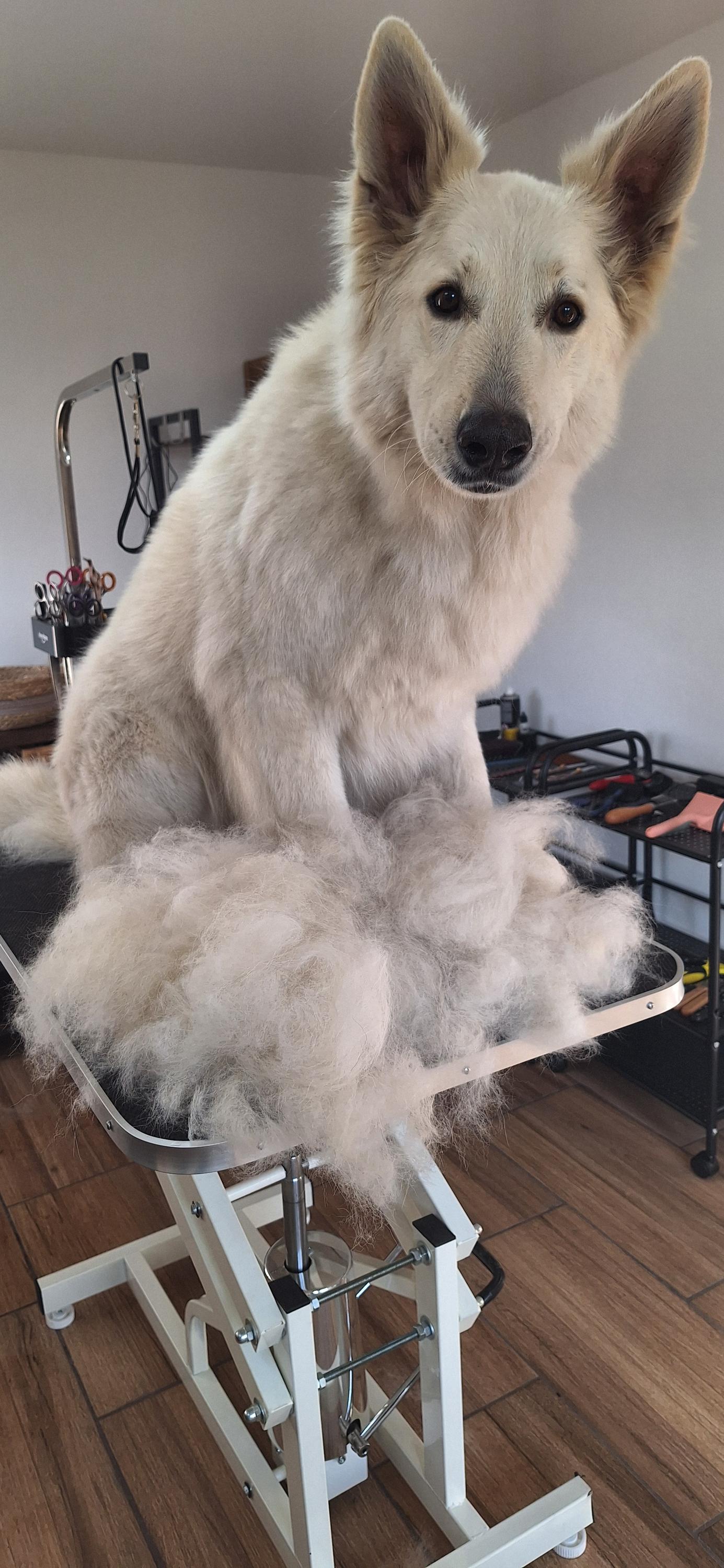 Psí Salon Čtyřlístek foto 3