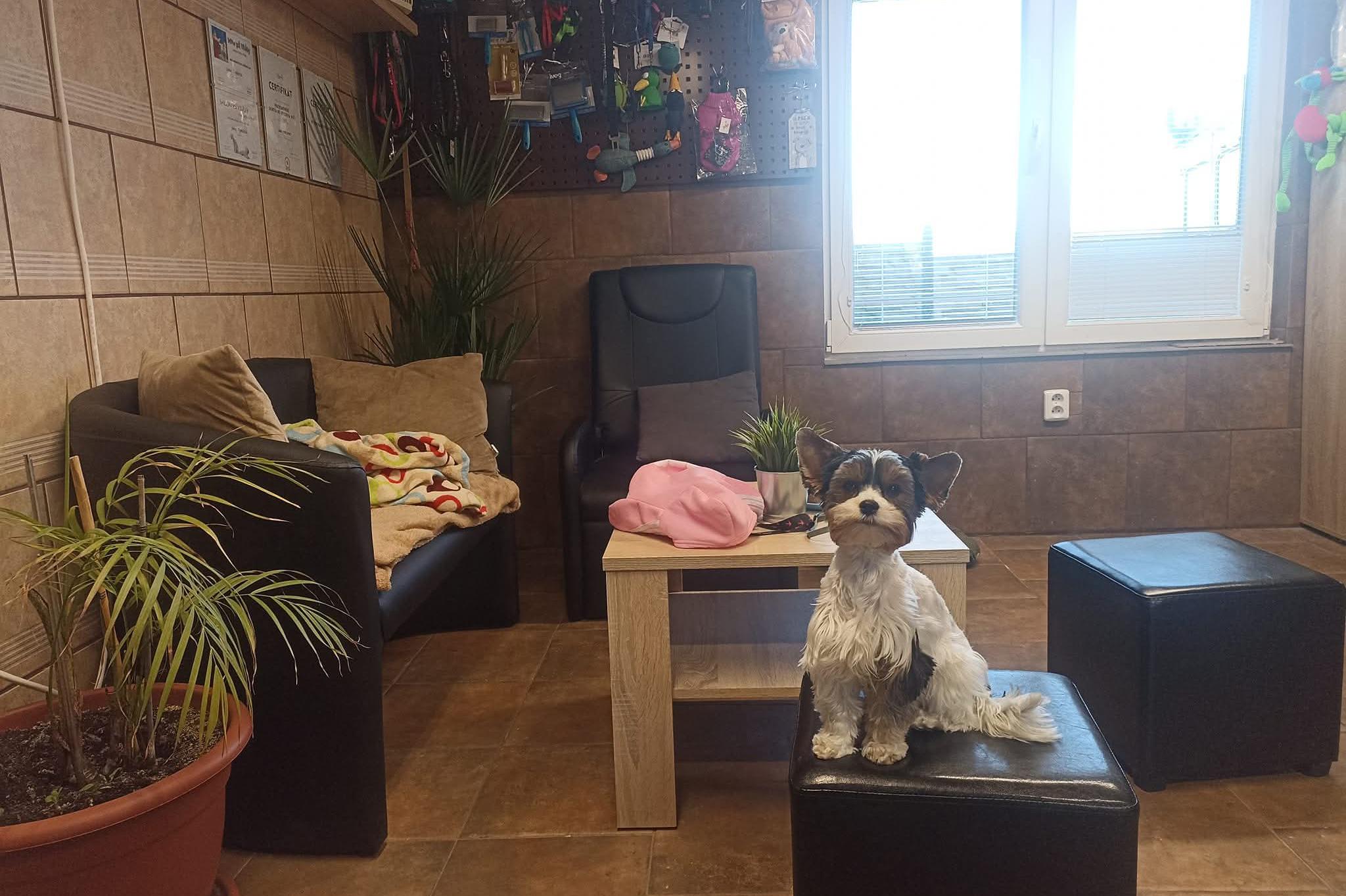 Psí salón Matýsek