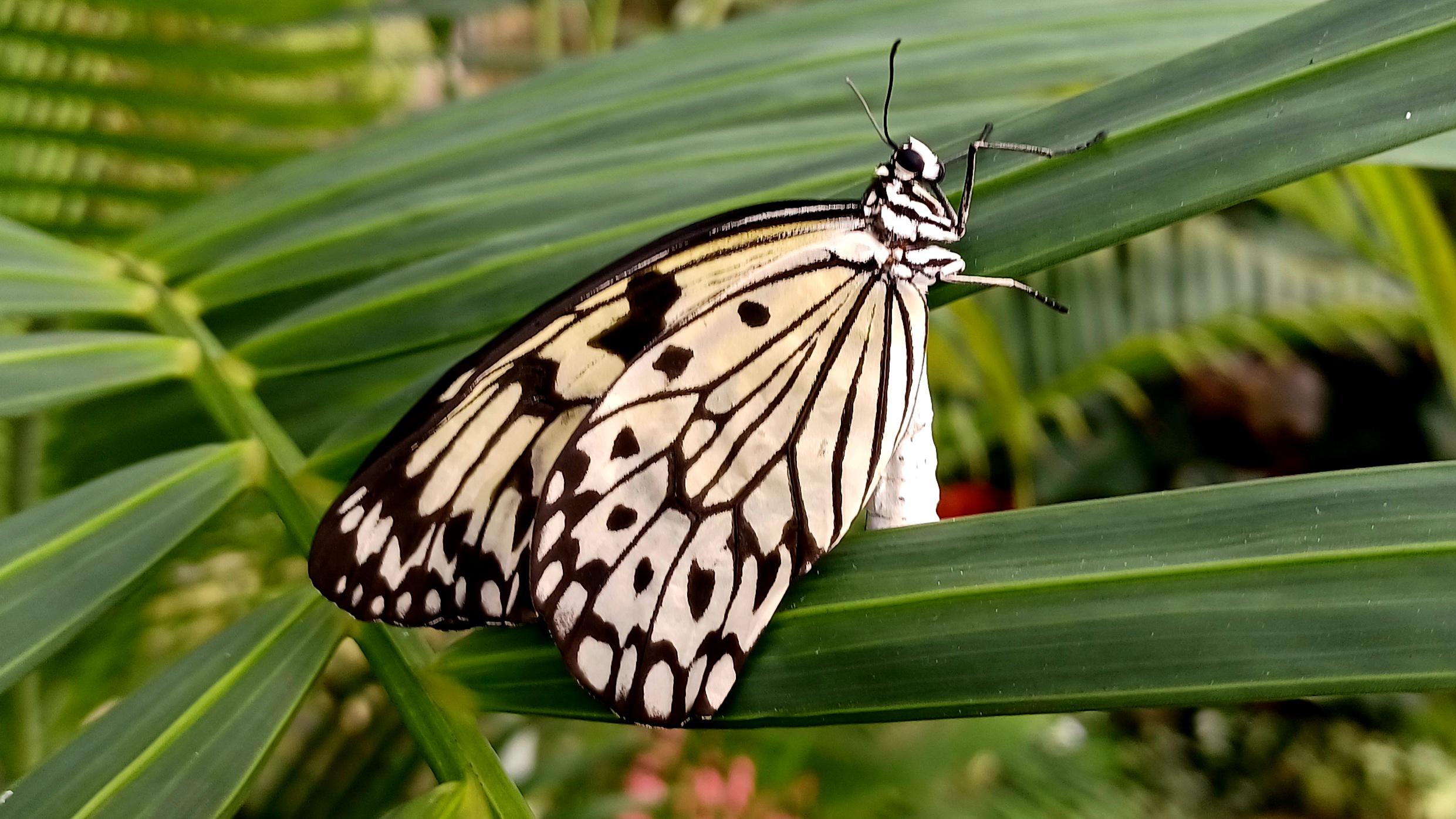 Mendelova univerzita v Brně - Botanická zahrada a arboretum foto 3