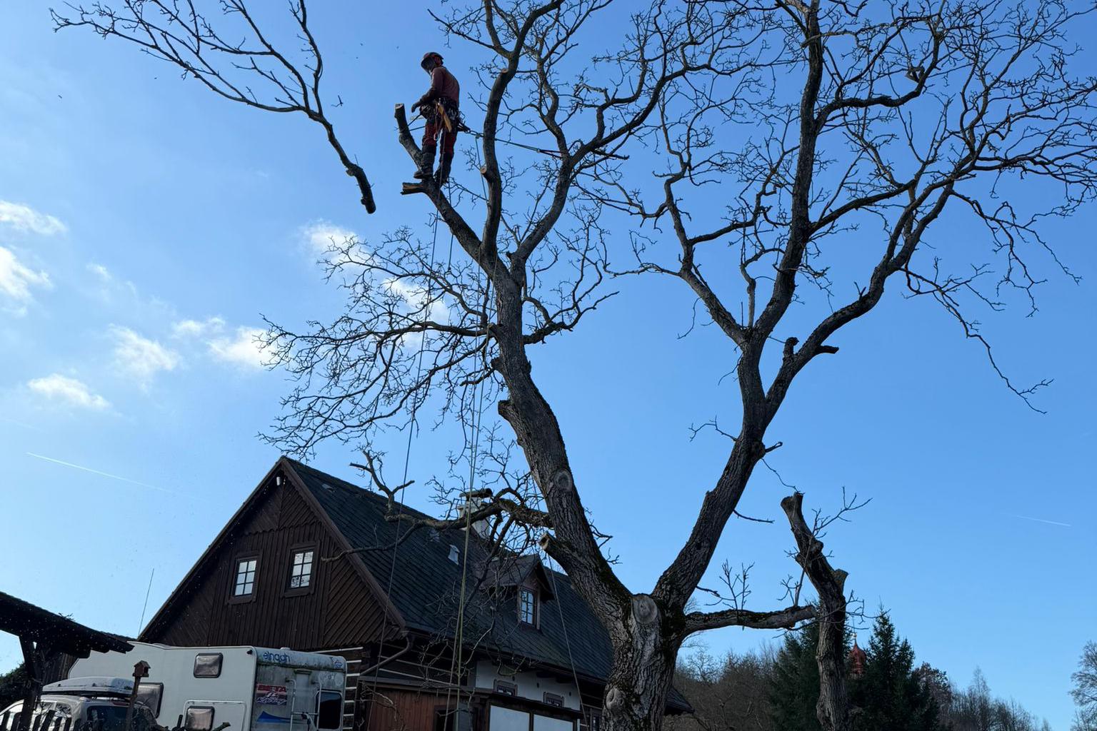 Leoš Havránek - Arboristika