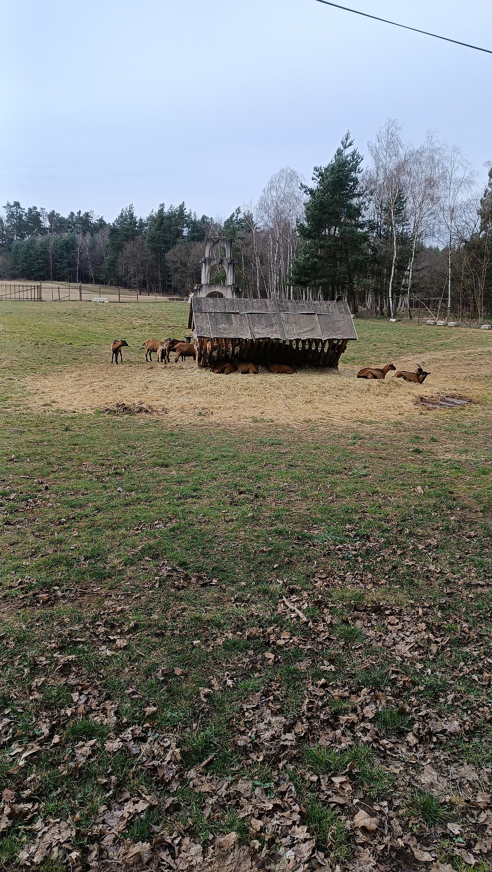 Kozí farma Nový Dvůr foto 6