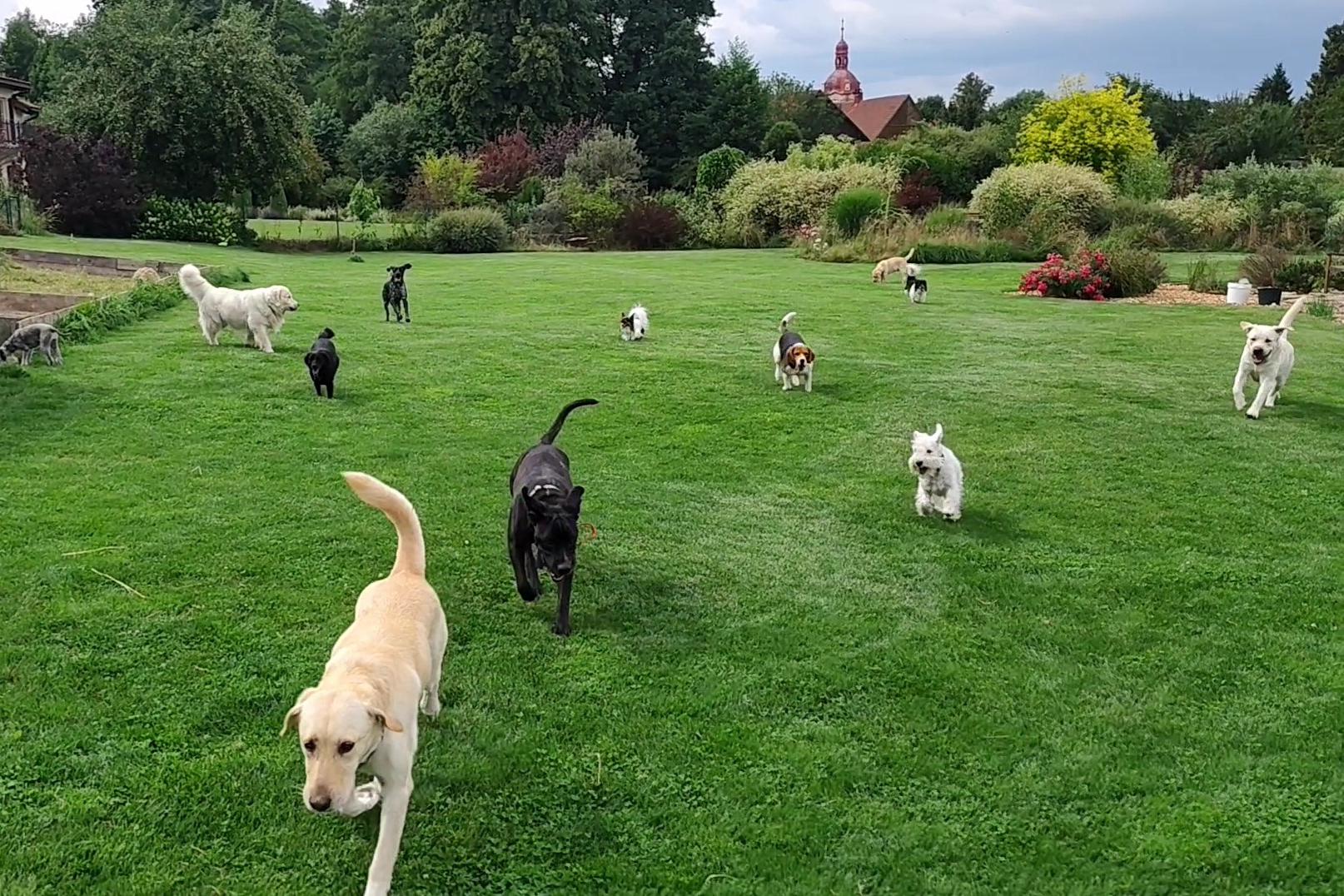 Psí hotel MVDr. Lucia Šátková