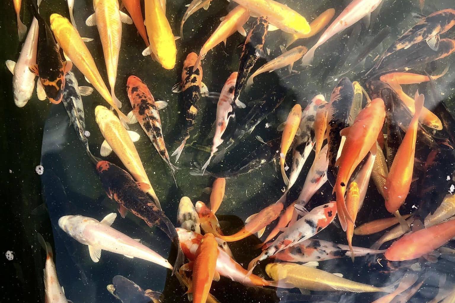 Prodej akvarijních ryb - JK AKVA