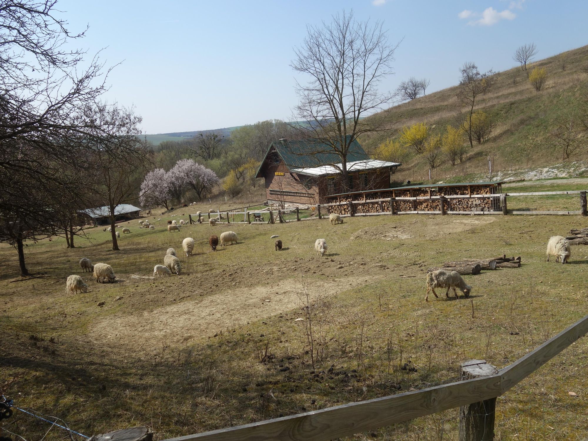 Farma Ovečky Hustopeče foto 3