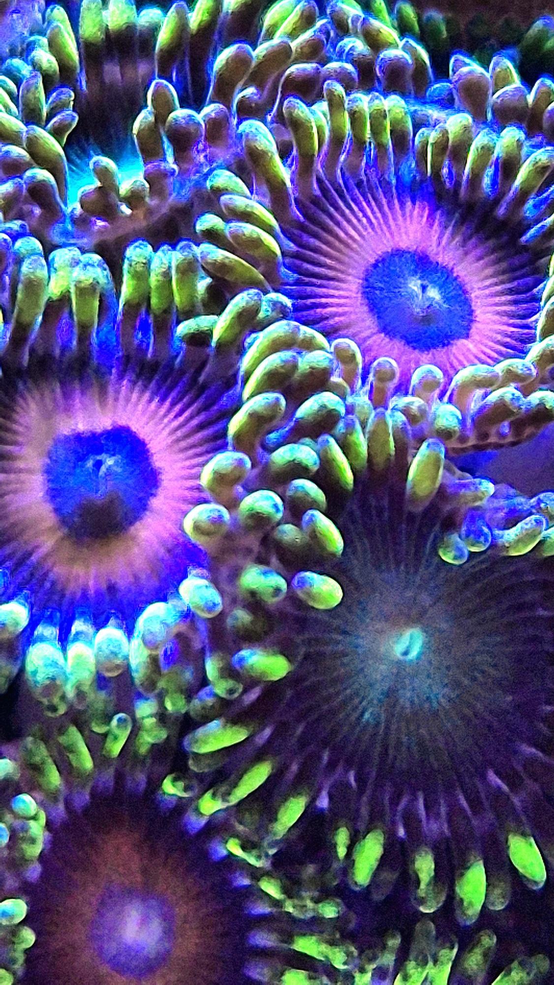 NanoReef.cz foto 2
