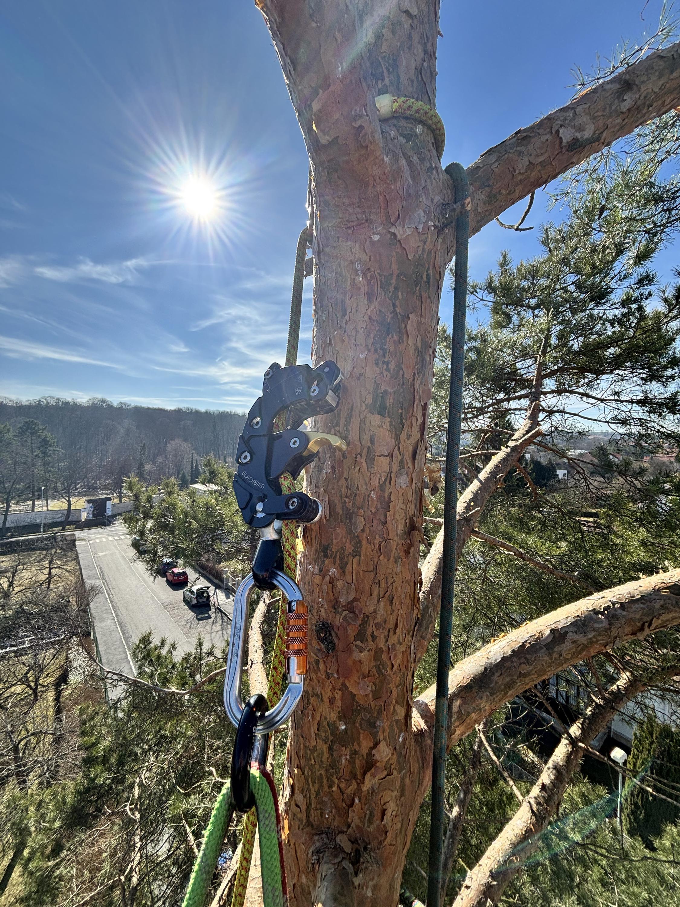 Arboristika -  Ing. Petr Pšeničný foto 4