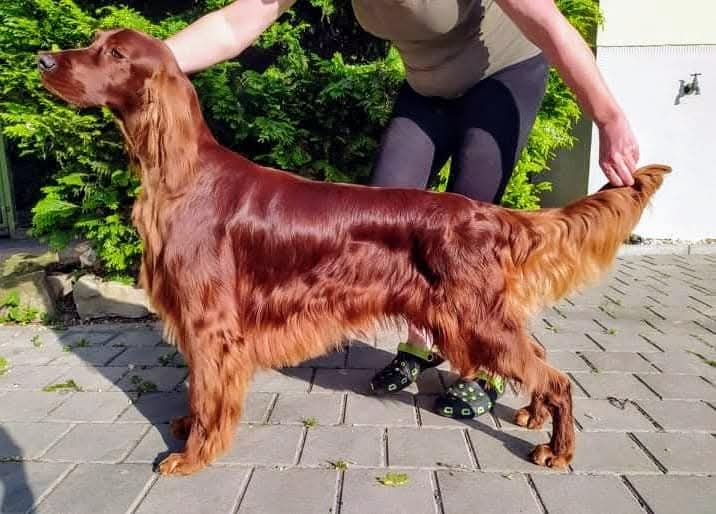 Salon pro psy MAJA foto 2