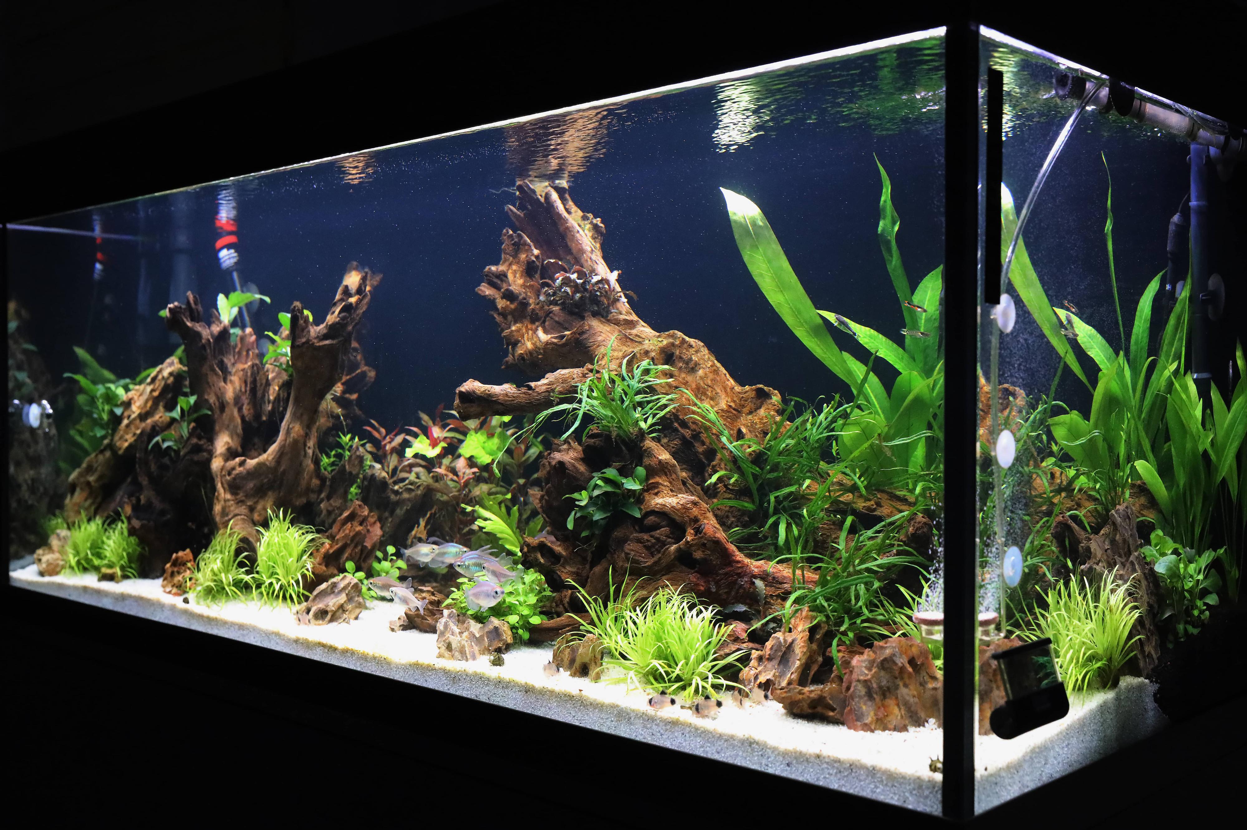 Realizace akvárií Jakub Pešek