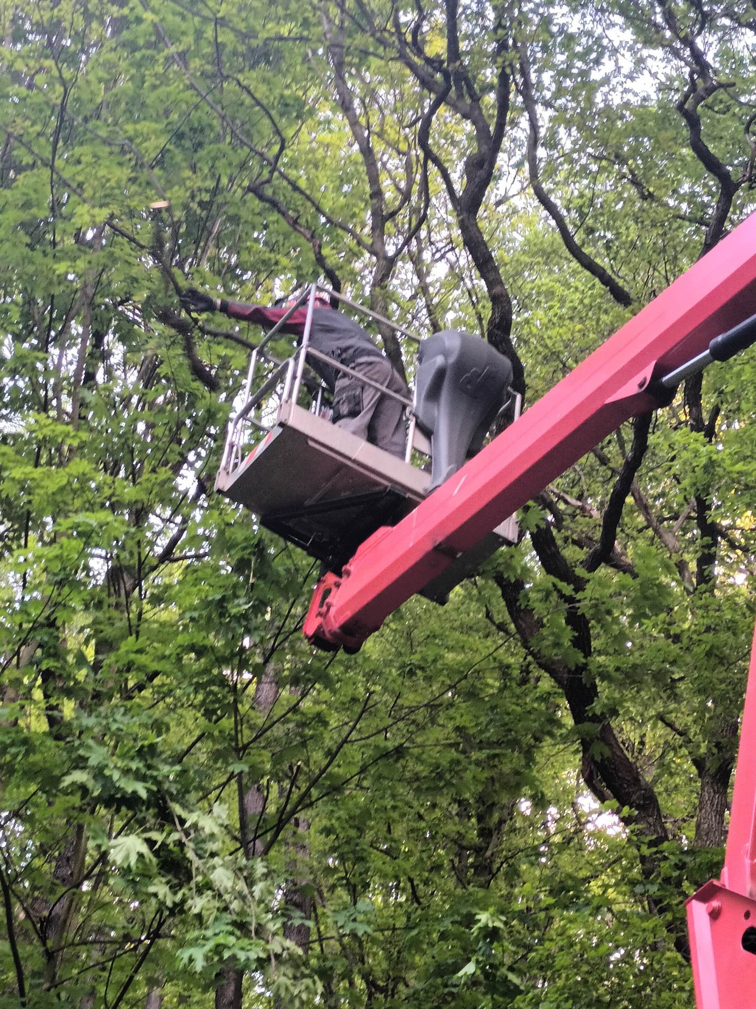 Rizikové kácení Krenc foto 2