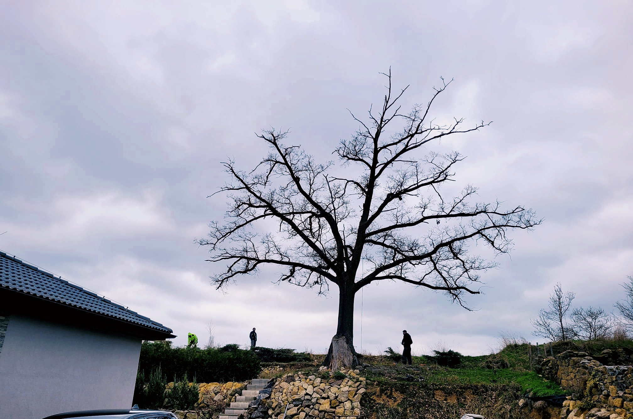 Kácení stromů JP foto 2
