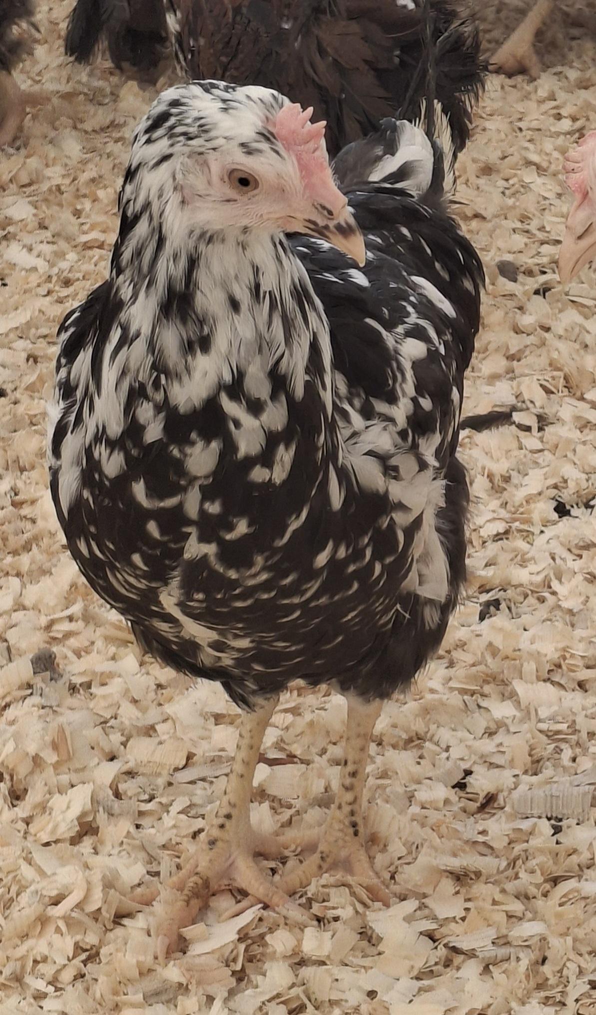 FARMA VERUNKA, s.r.o. foto 4