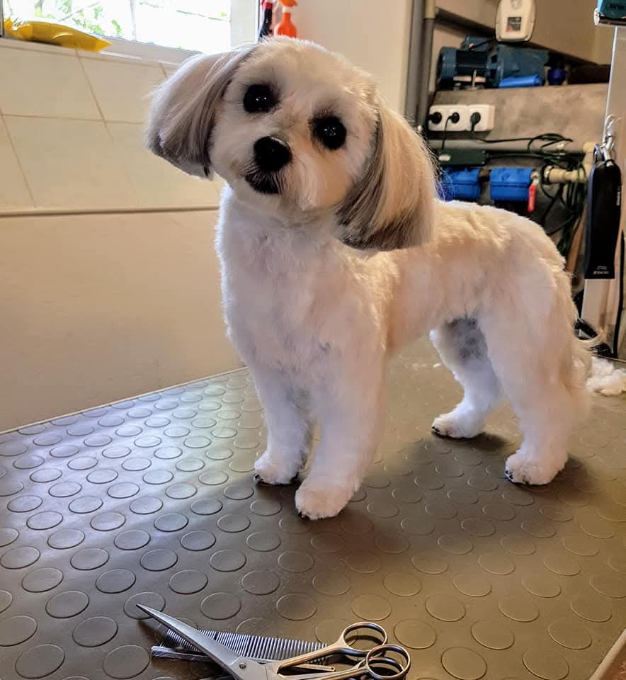 Salon pro psy MAJA foto 3