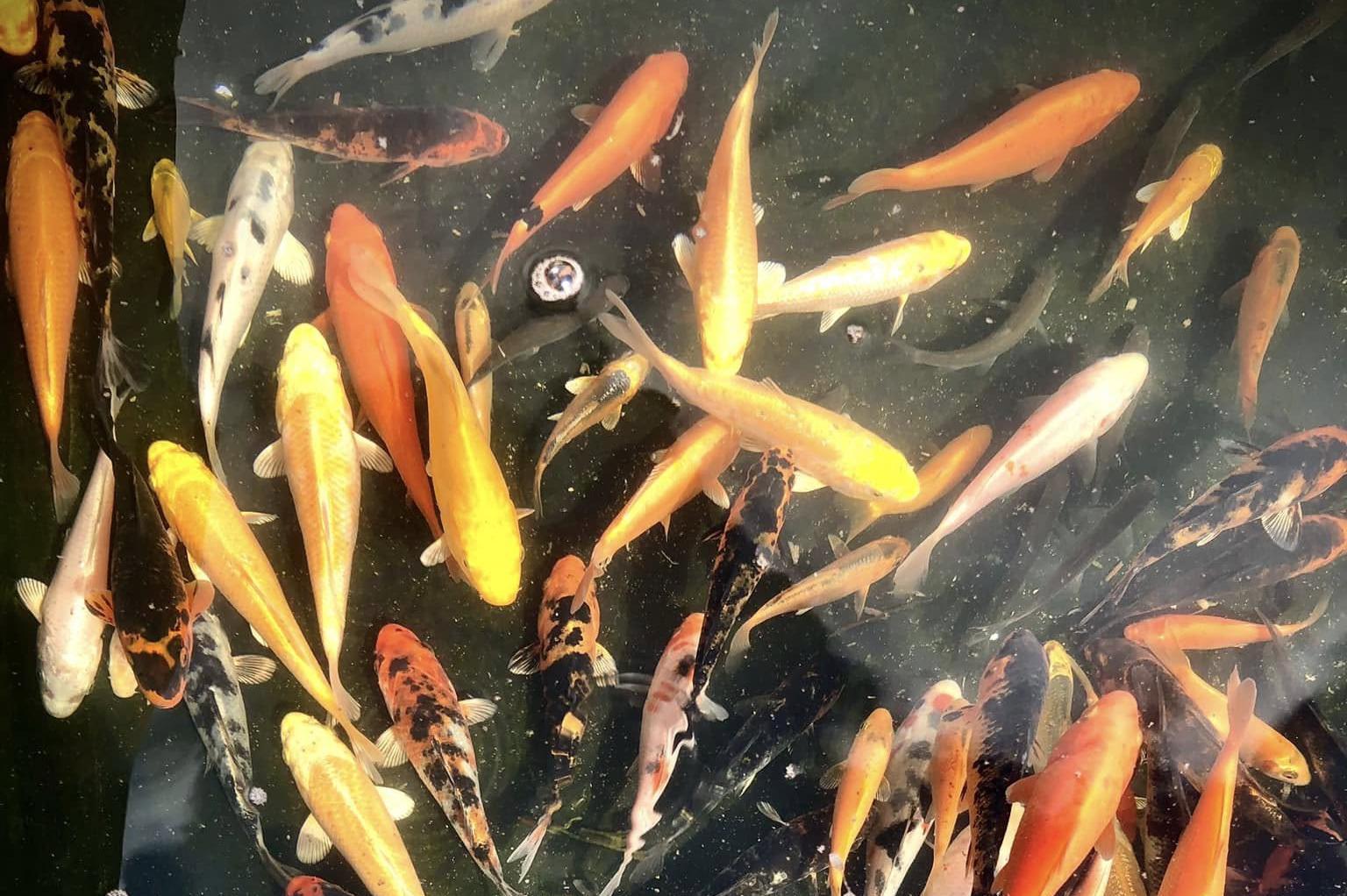 Prodej akvarijních ryb - JK AKVA