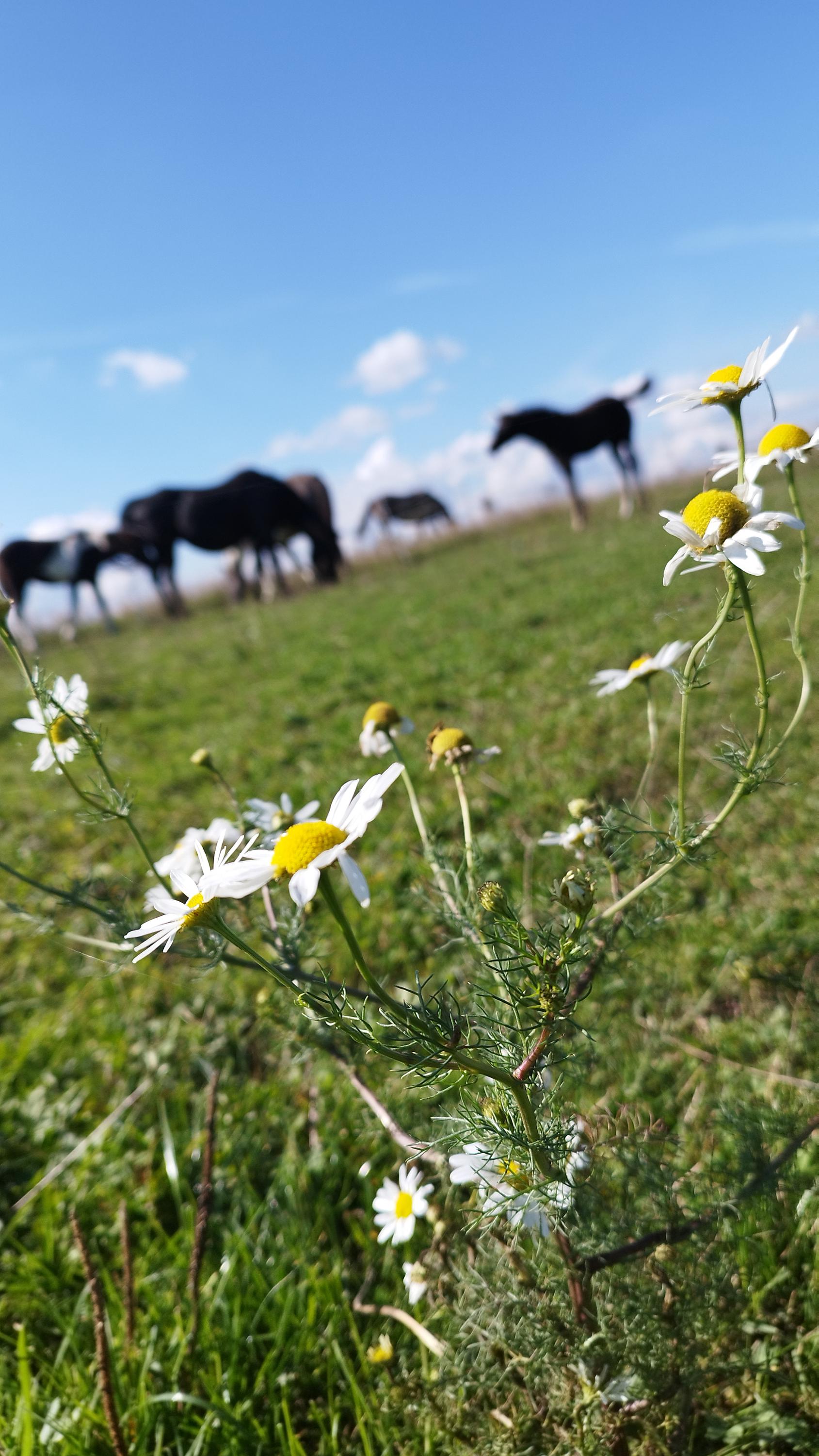 Ranch 3R - Bueno Cherokee s.r.o. foto 6