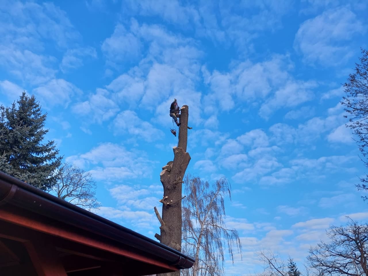 Rizikové kácení Krenc foto 2