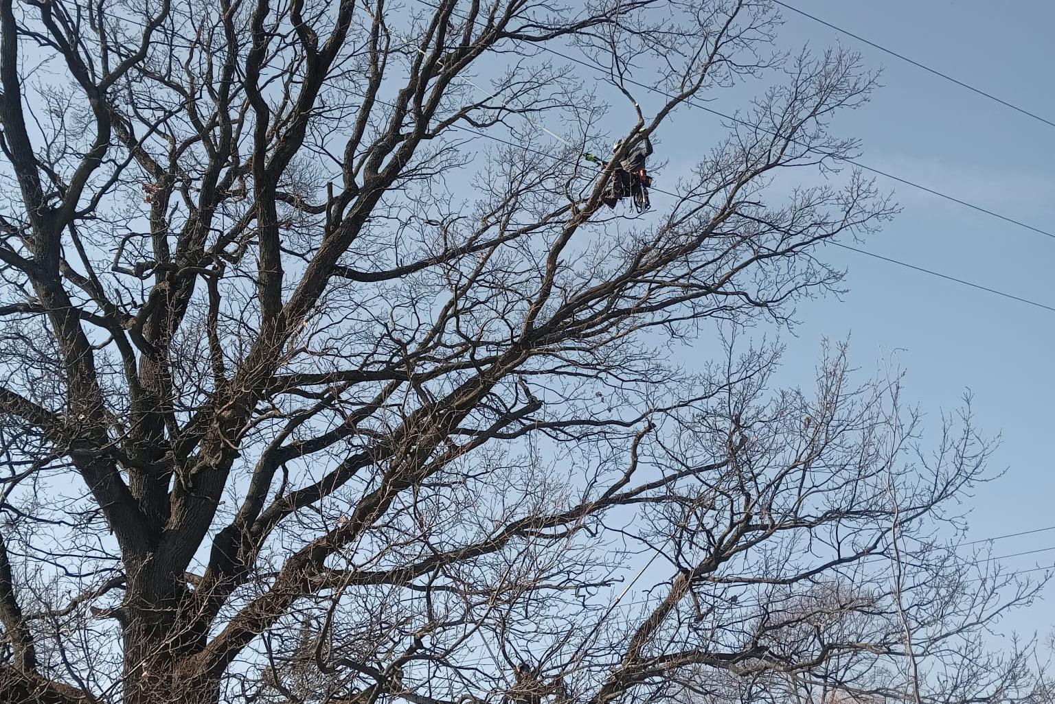 Andrej Solomin - Řez - tvarování - kácení foto 1