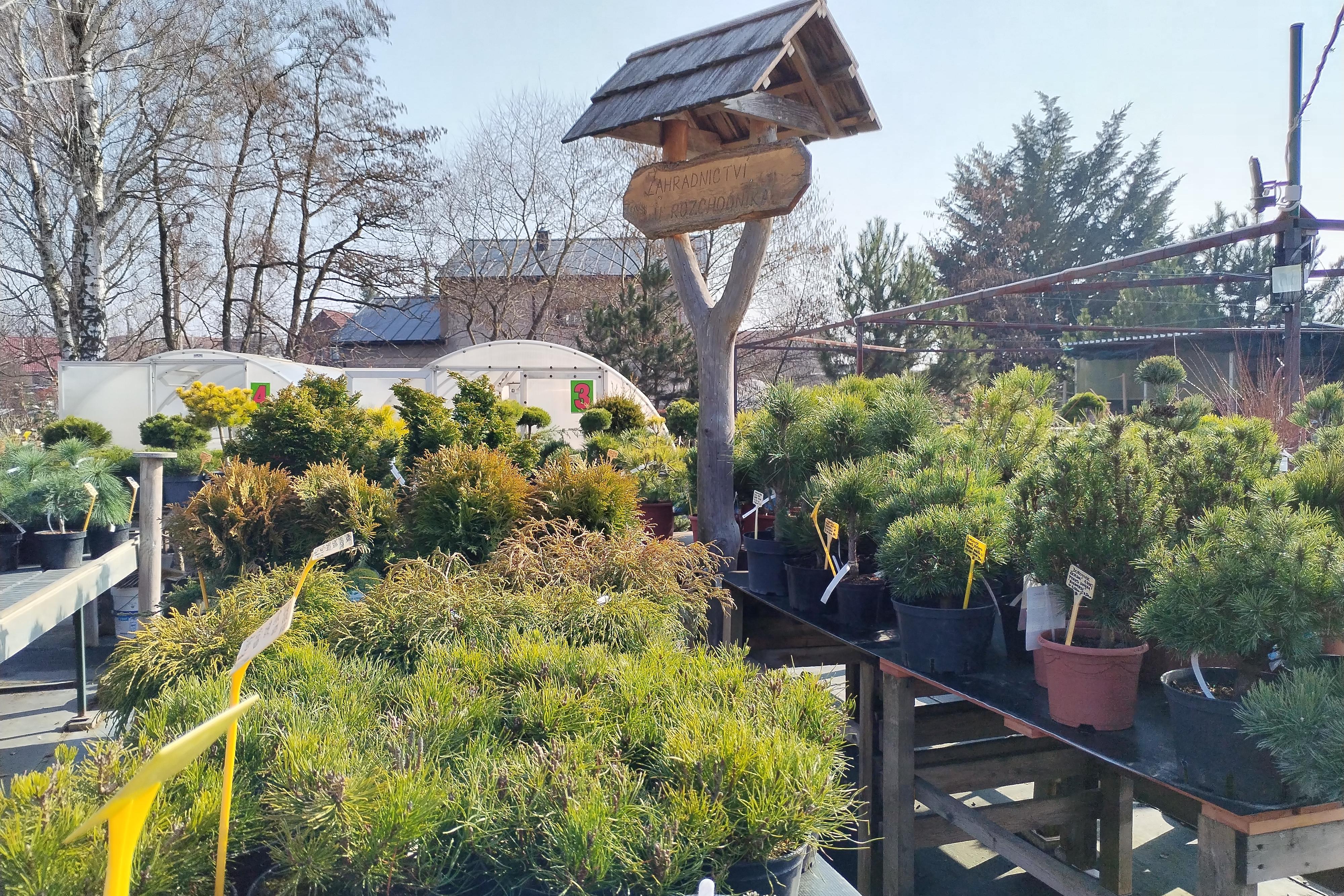 JEHLIČNANY A ČAROVĚNÍKY