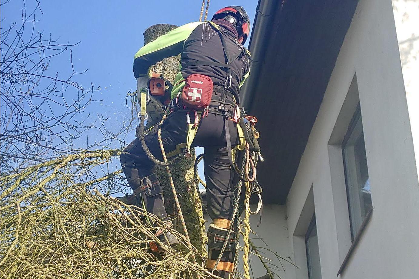 Arboristika -  Ing. Petr Pšeničný