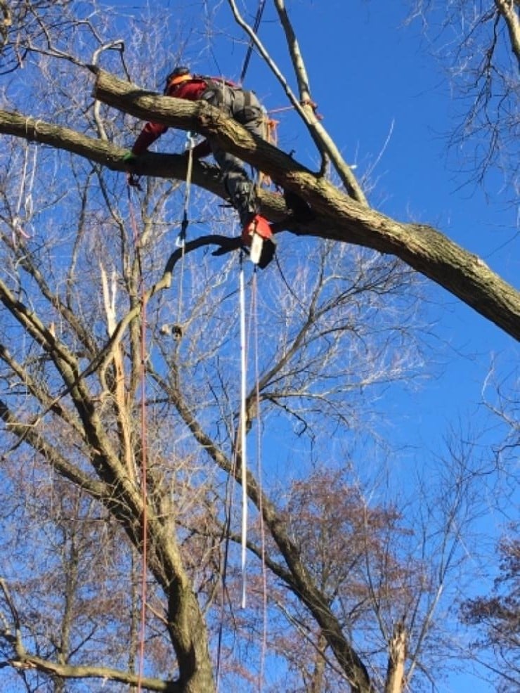 Rizikové kácení Krenc foto 3