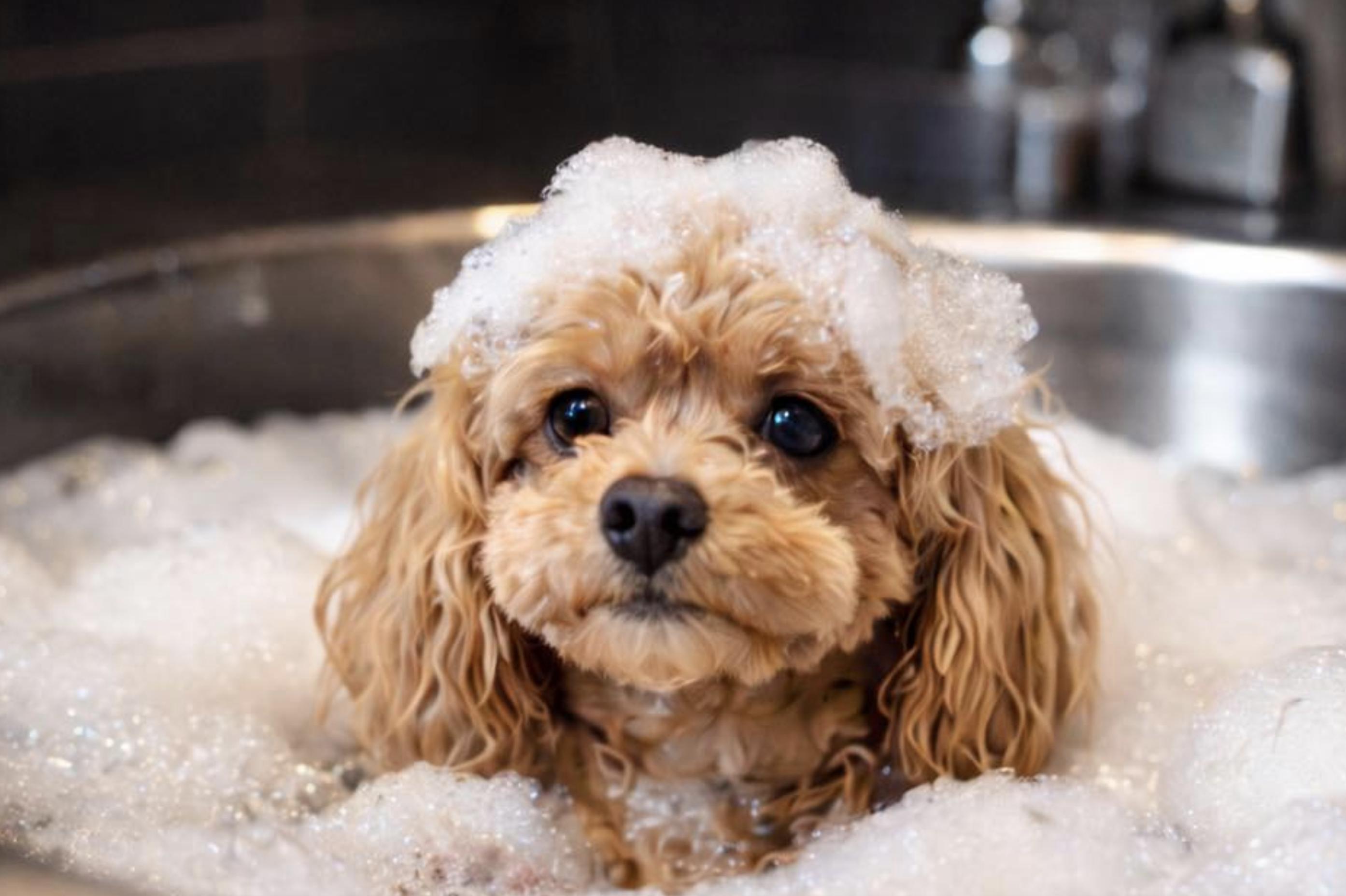 Psí salón Na ranči