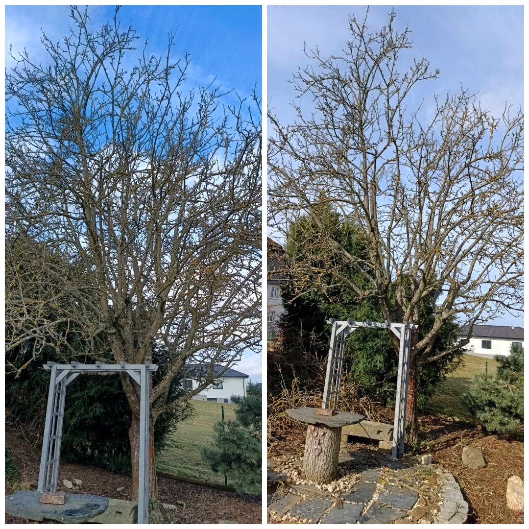 Andrej Solomin - Řez - tvarování - kácení foto 3