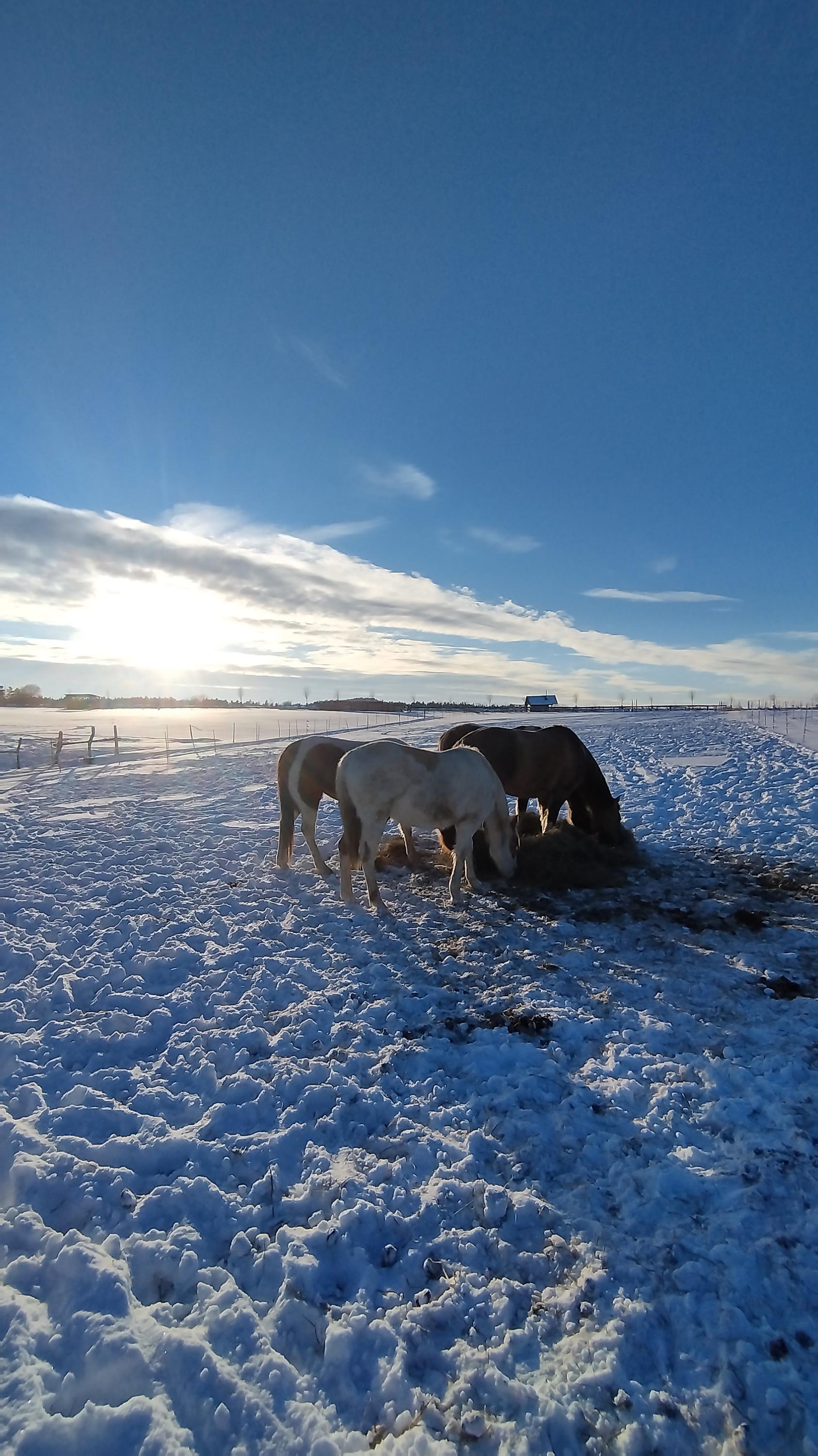 Ranch 3R - Bueno Cherokee s.r.o. foto 5