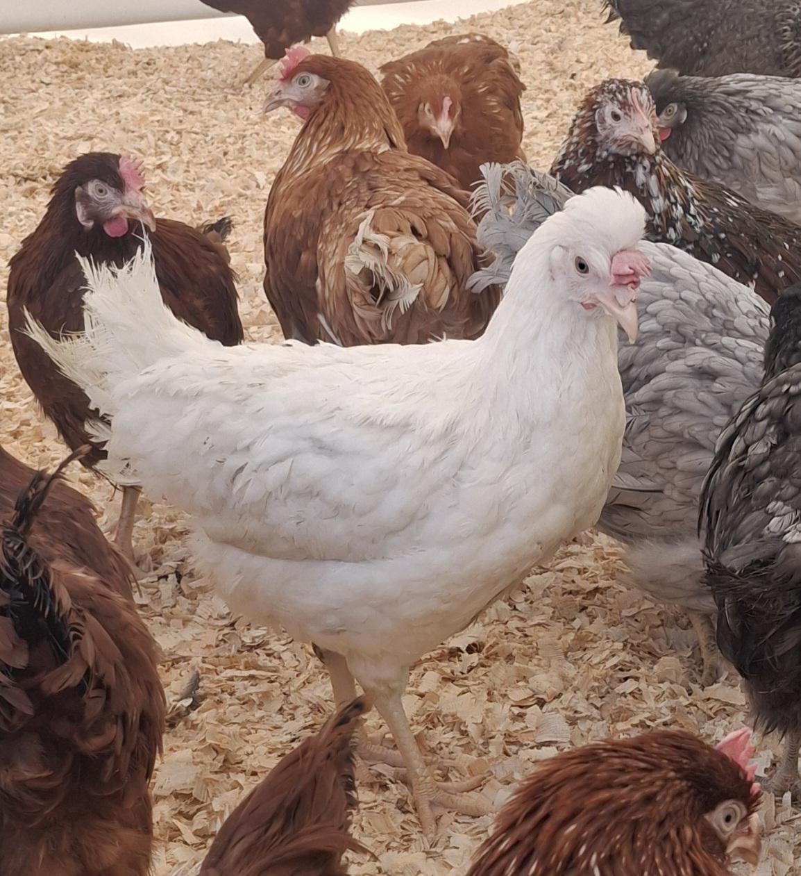 FARMA VERUNKA, s.r.o. foto 6