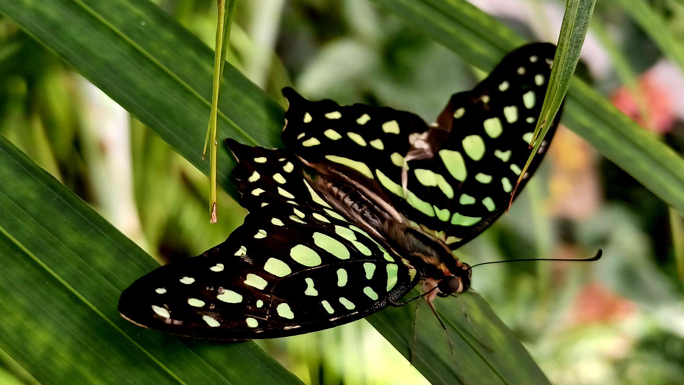 Mendelova univerzita v Brně - Botanická zahrada a arboretum foto 4
