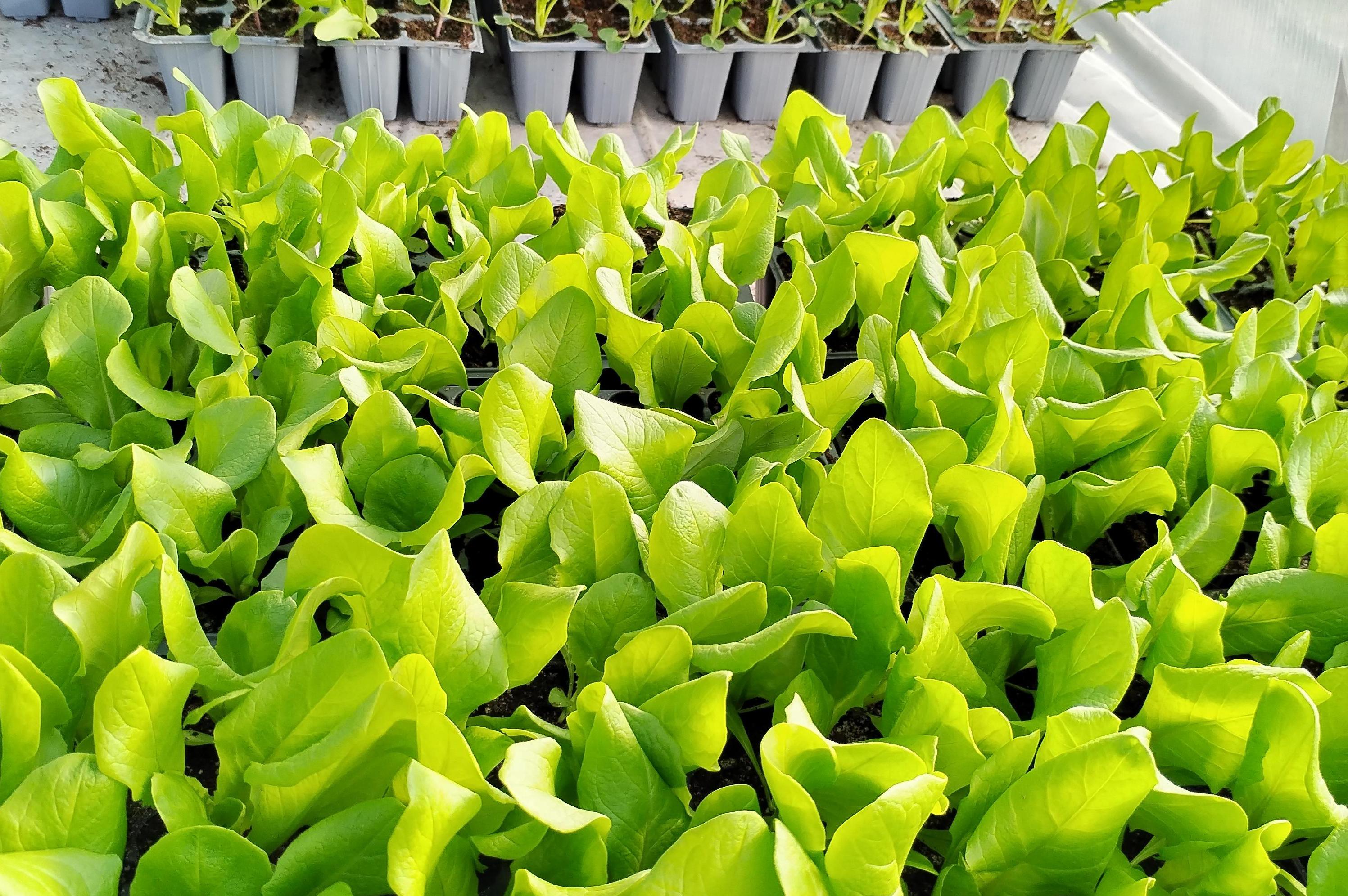 PRODEJ  PŘÍSAD SALÁTŮ A KEDLUBEN