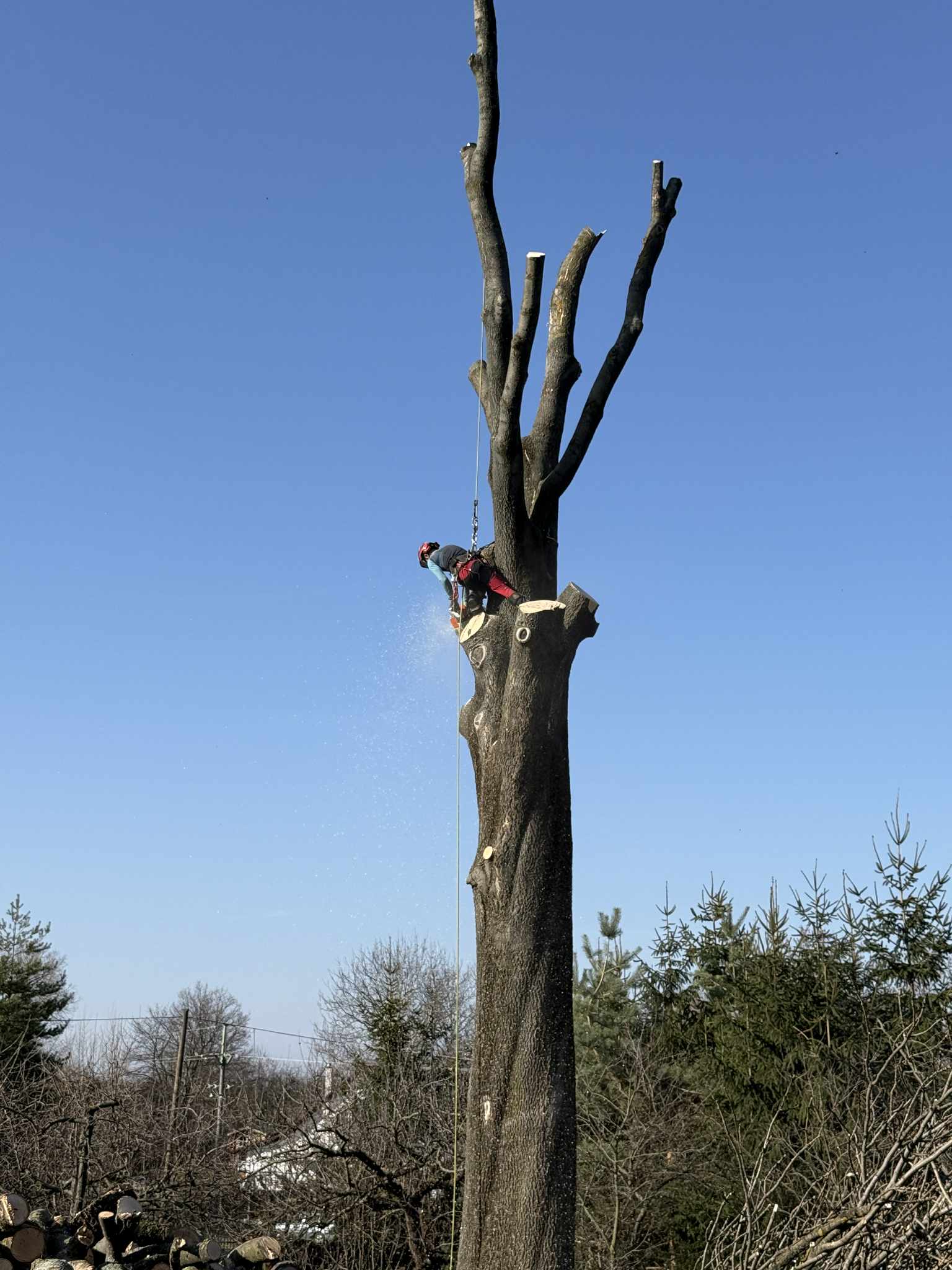 Arboristické práce,rizikové kácení-Jaroslav Kovář foto 3