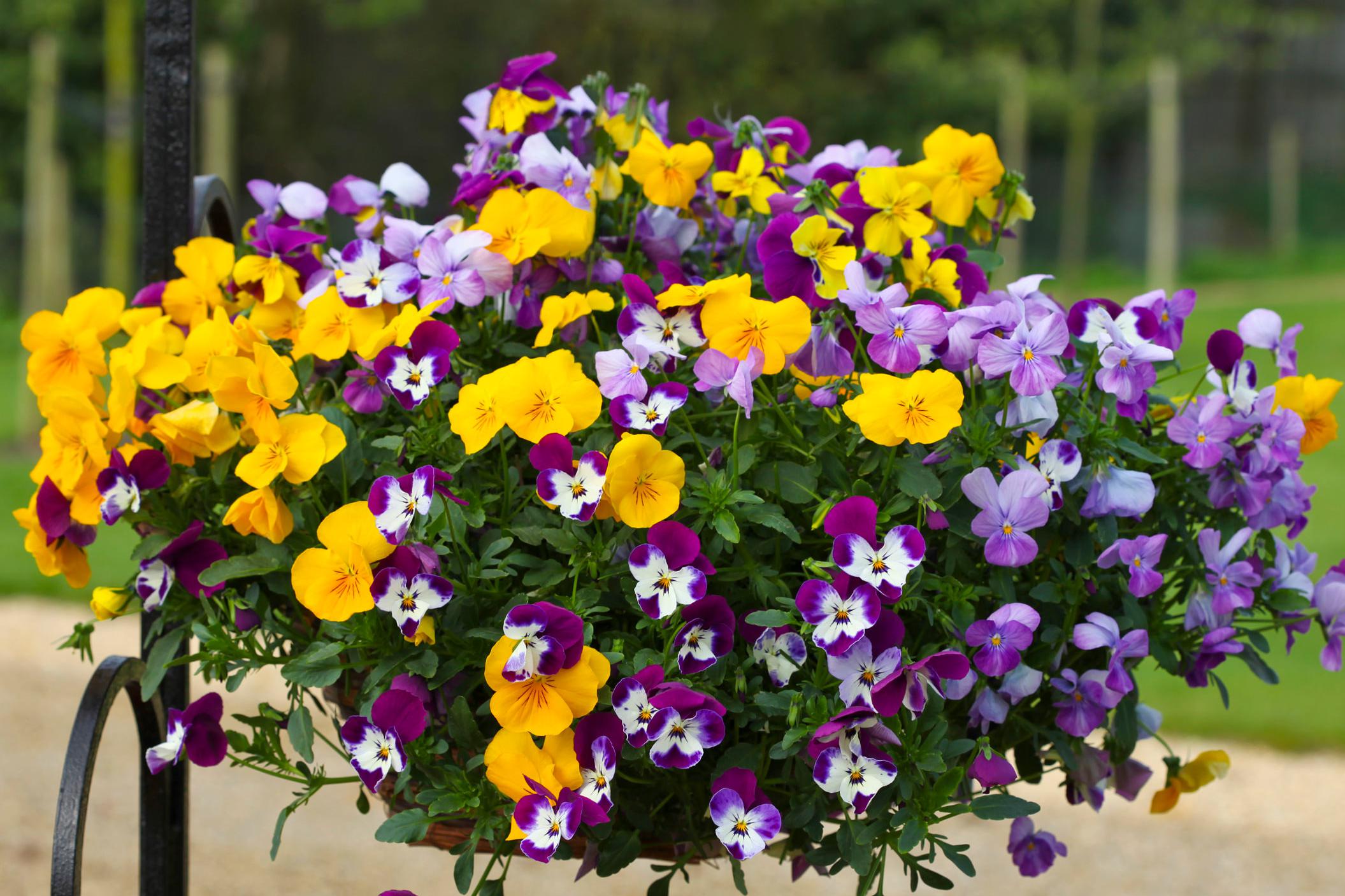 Rozkvetlé nápady začínají u nás!