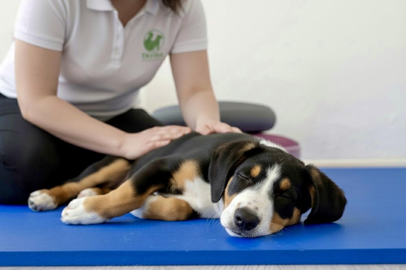 TAVIRA Studio manuální terapie pro malá zvířata