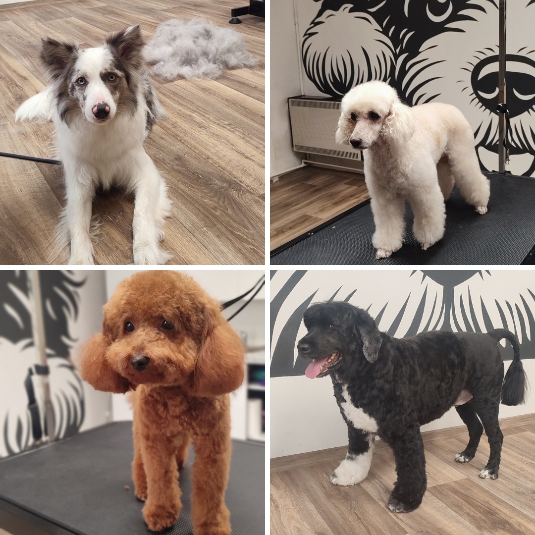 Psí salon Módní pejsek foto 2