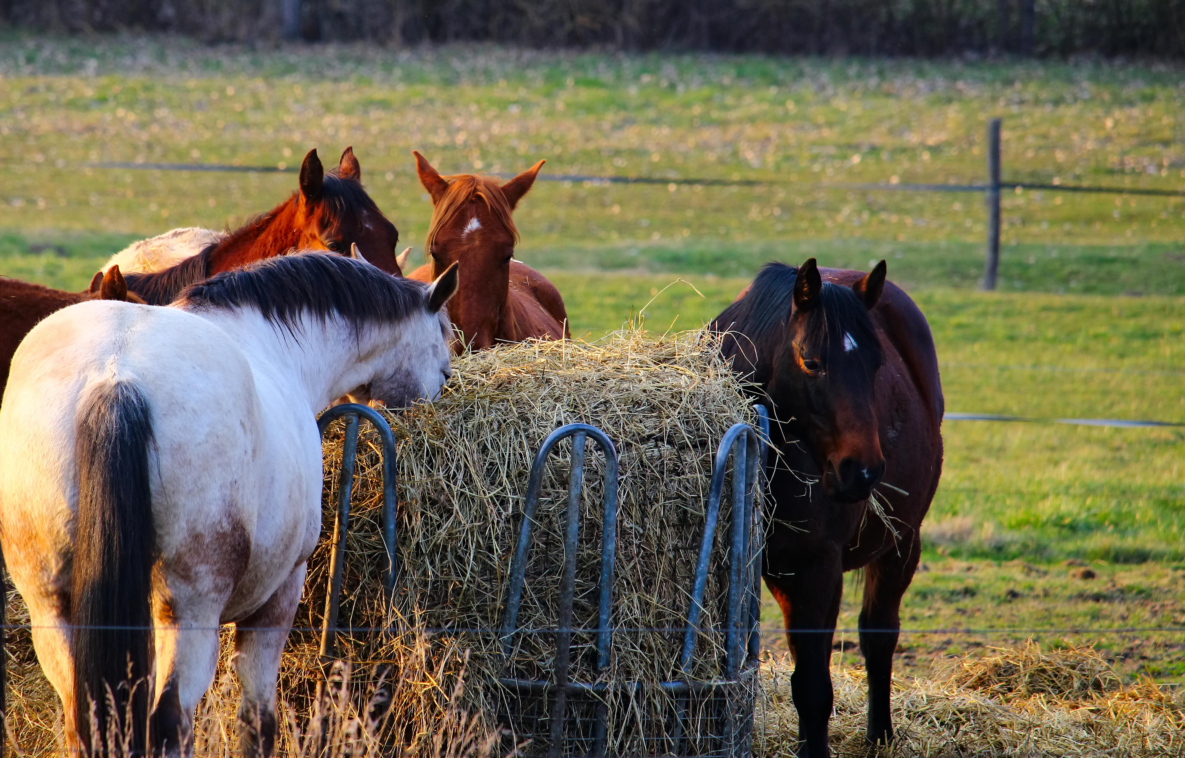 Ranč u Soudného potoka foto 3
