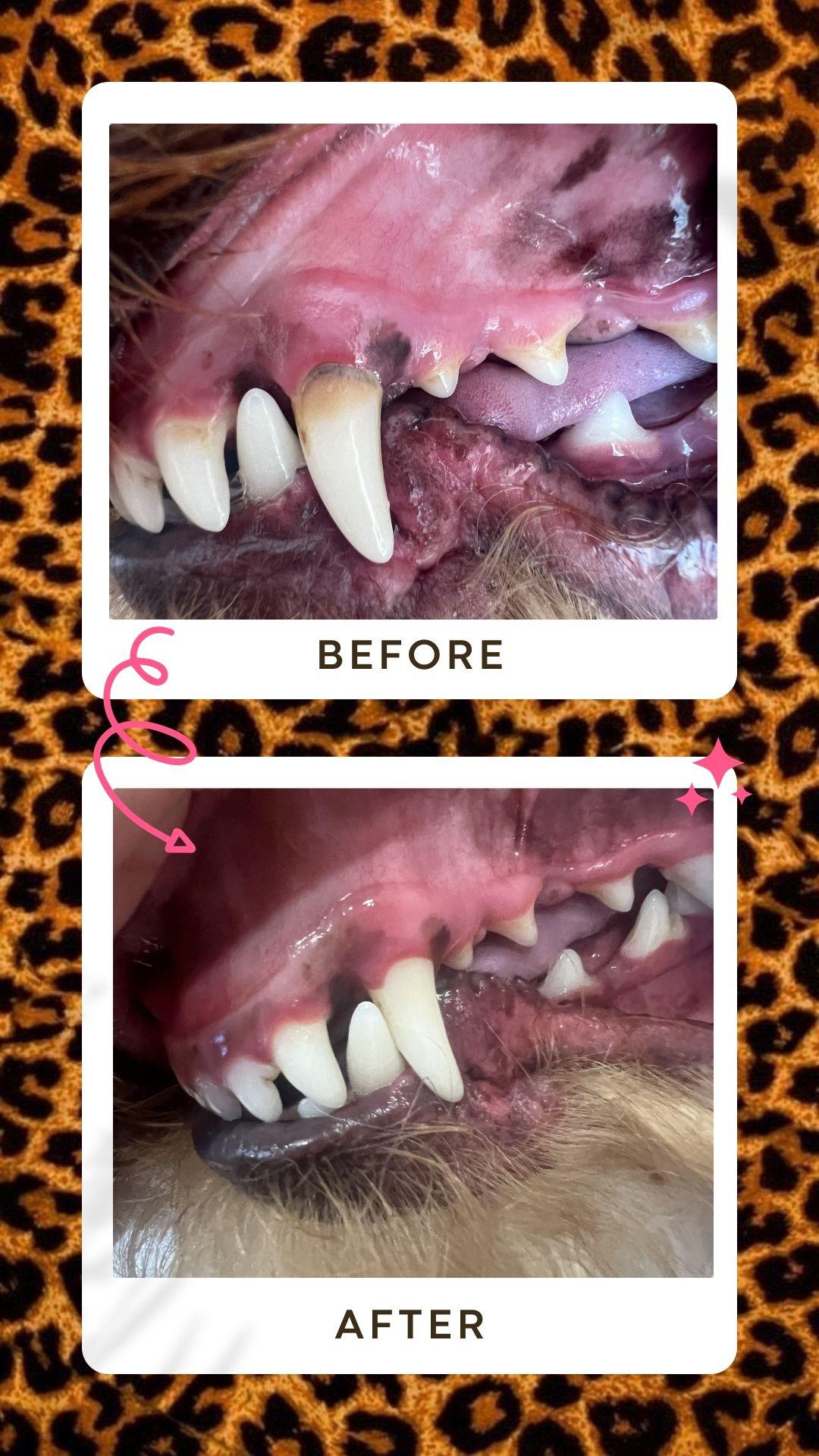 Psi salon Royal foto 5