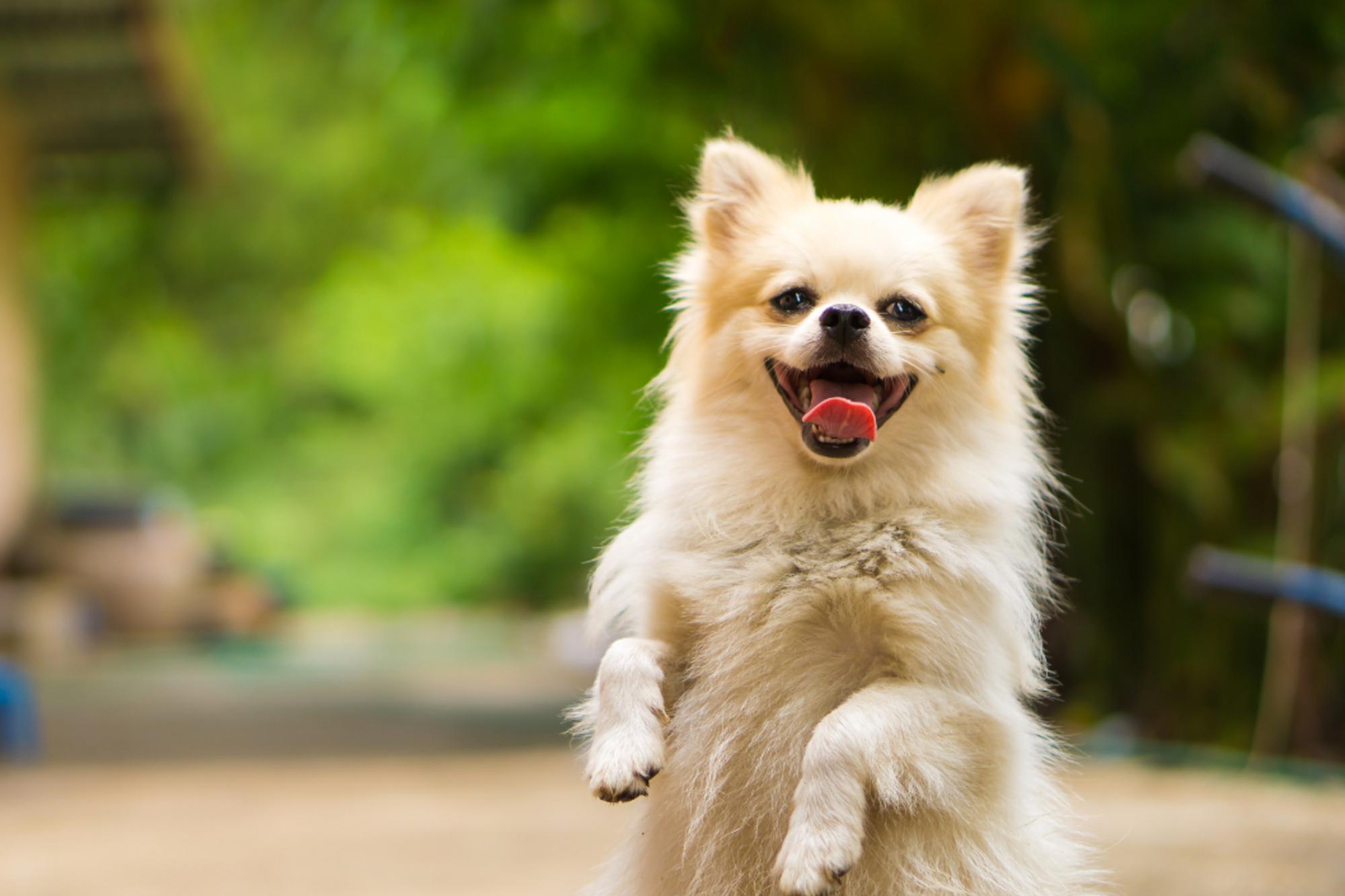 LÁZEŇSKÝ RELAX S PEJSKEM v Mariánským Lázních 3dní